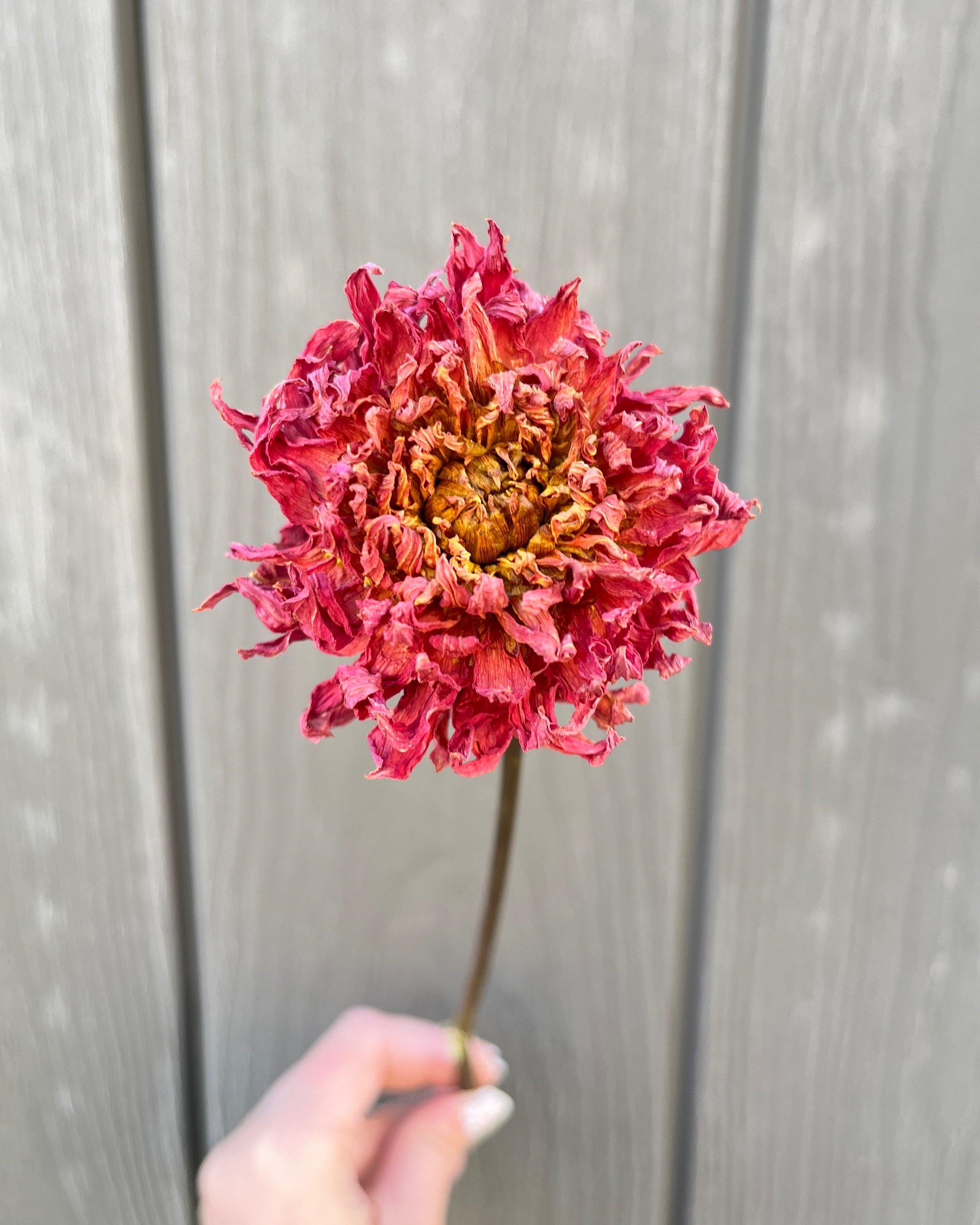 Red Rust Dried Dahlia Flower