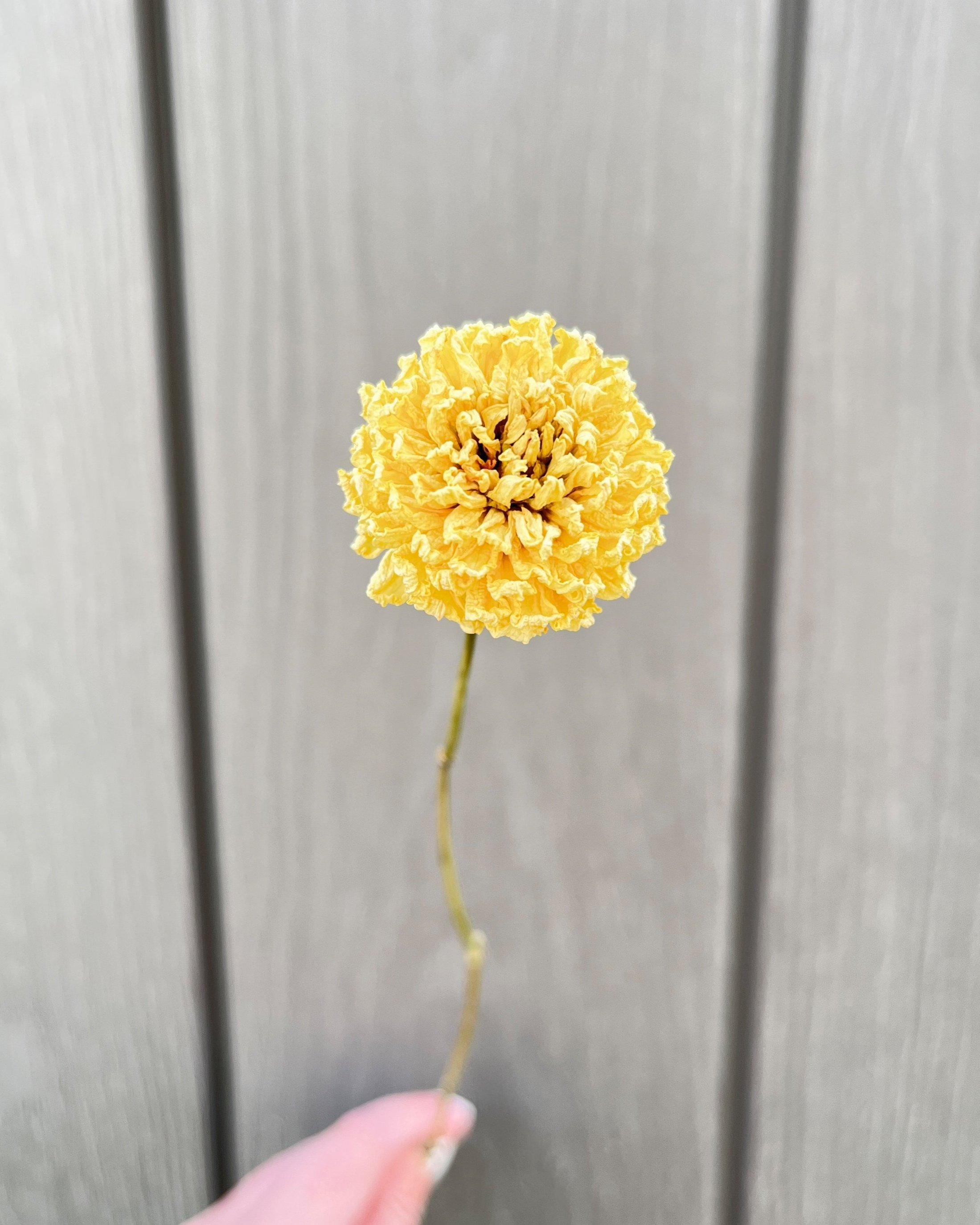 Cream Dried Dahlia Flower