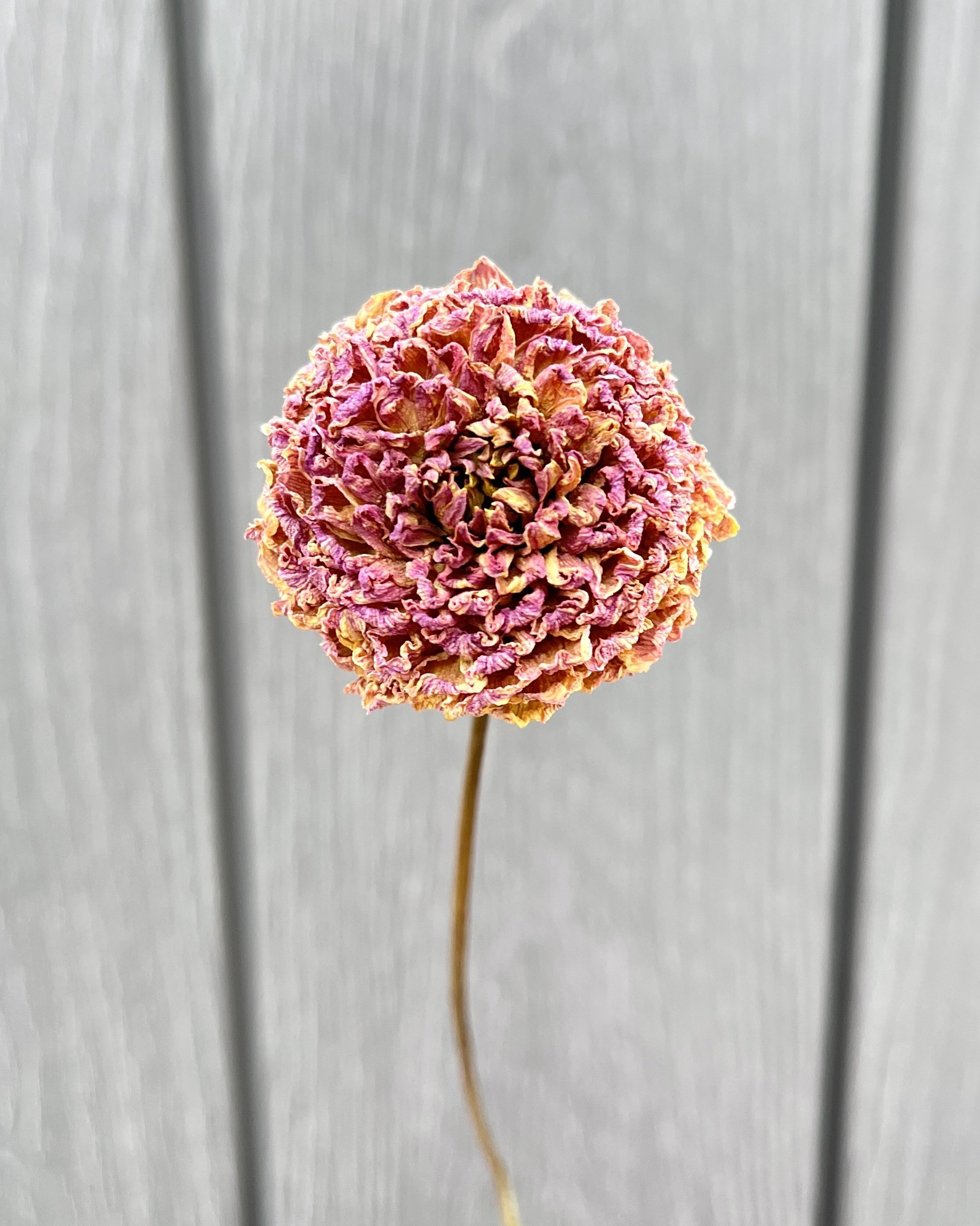 Beige Purple Mauve Dried Dahlia Flower