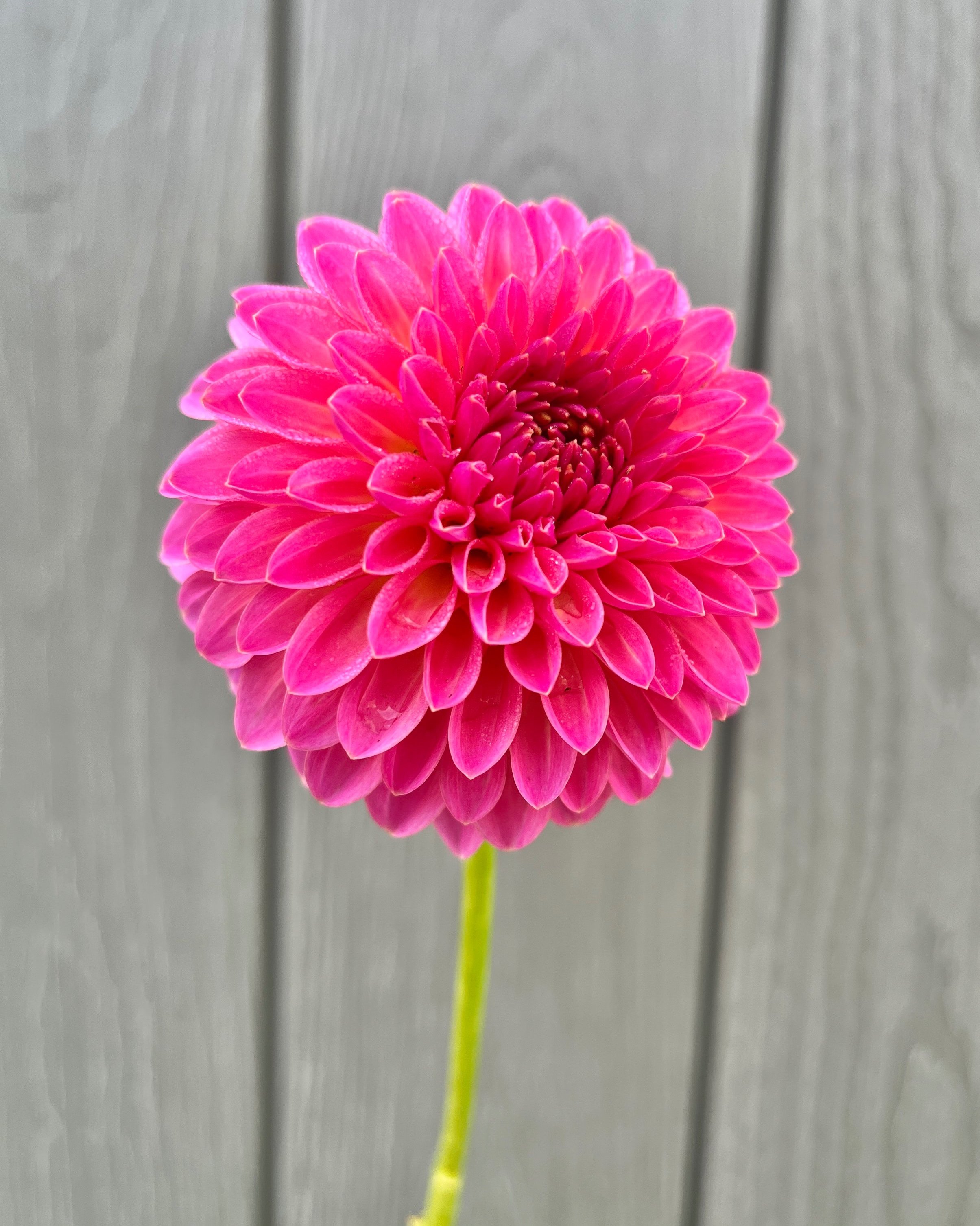 Pink Suffusion Dahlia: Hot Pink with Yellow Undertones Flower