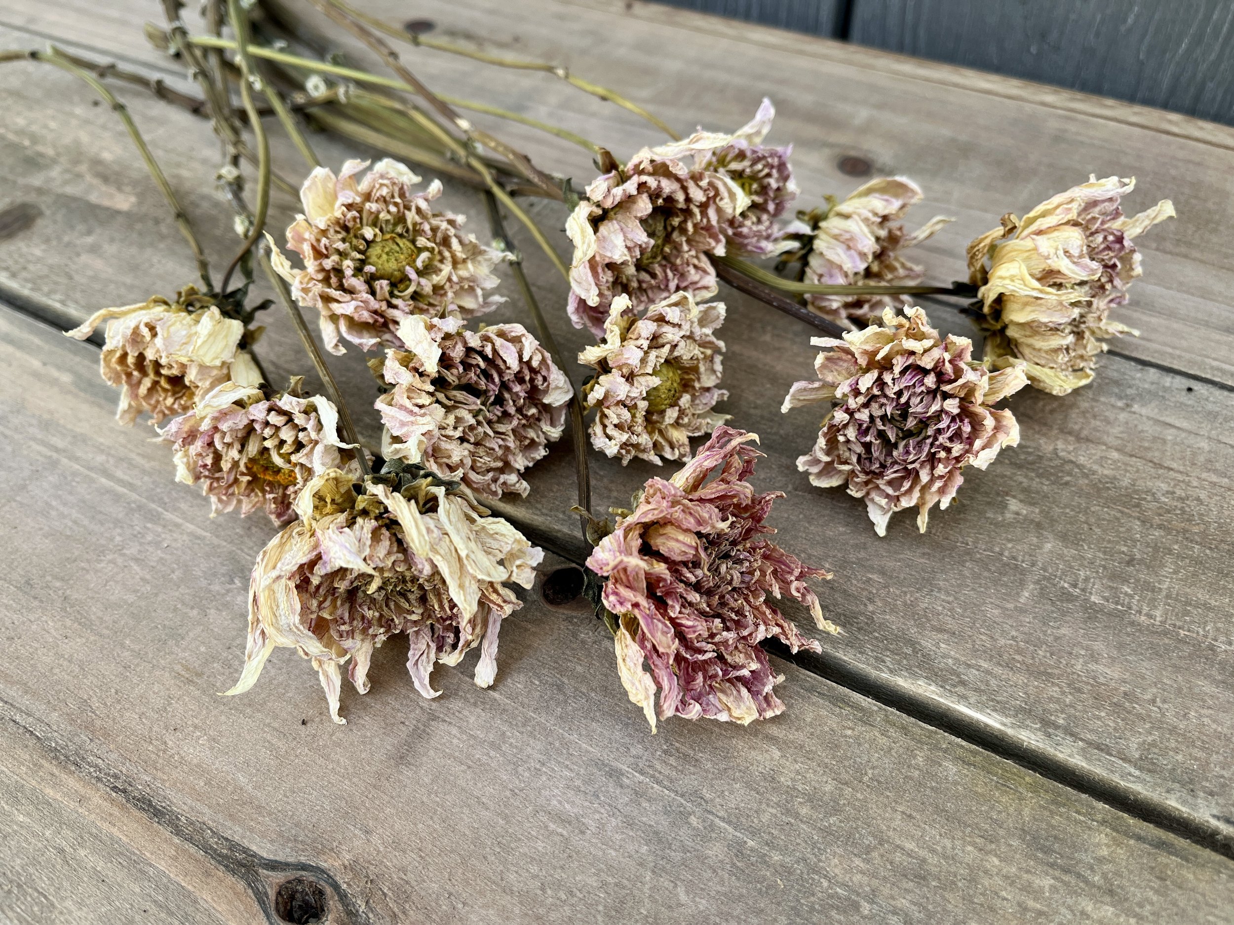 Cream Pink Dried Dahlia Flowers