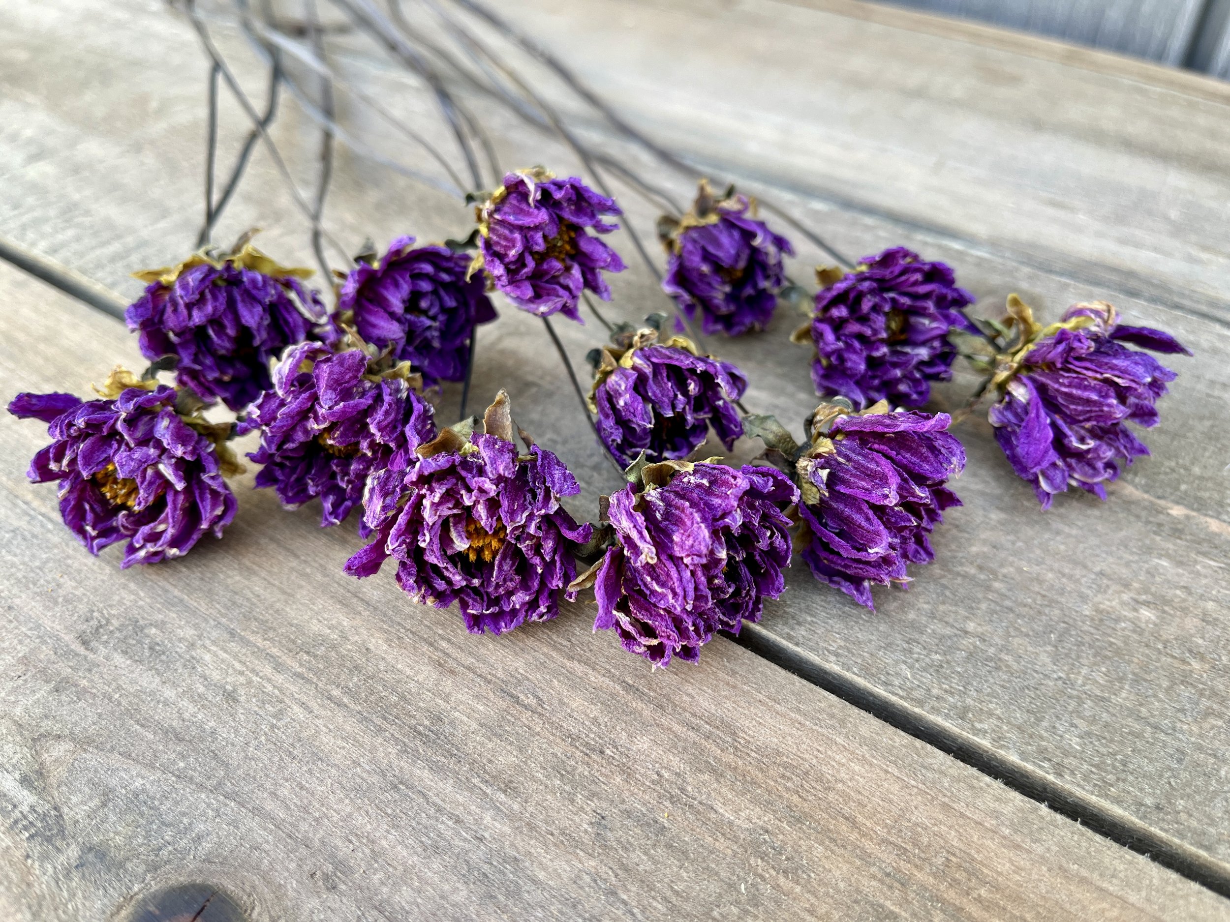 Violet Purple Dried Dahlia Flowers