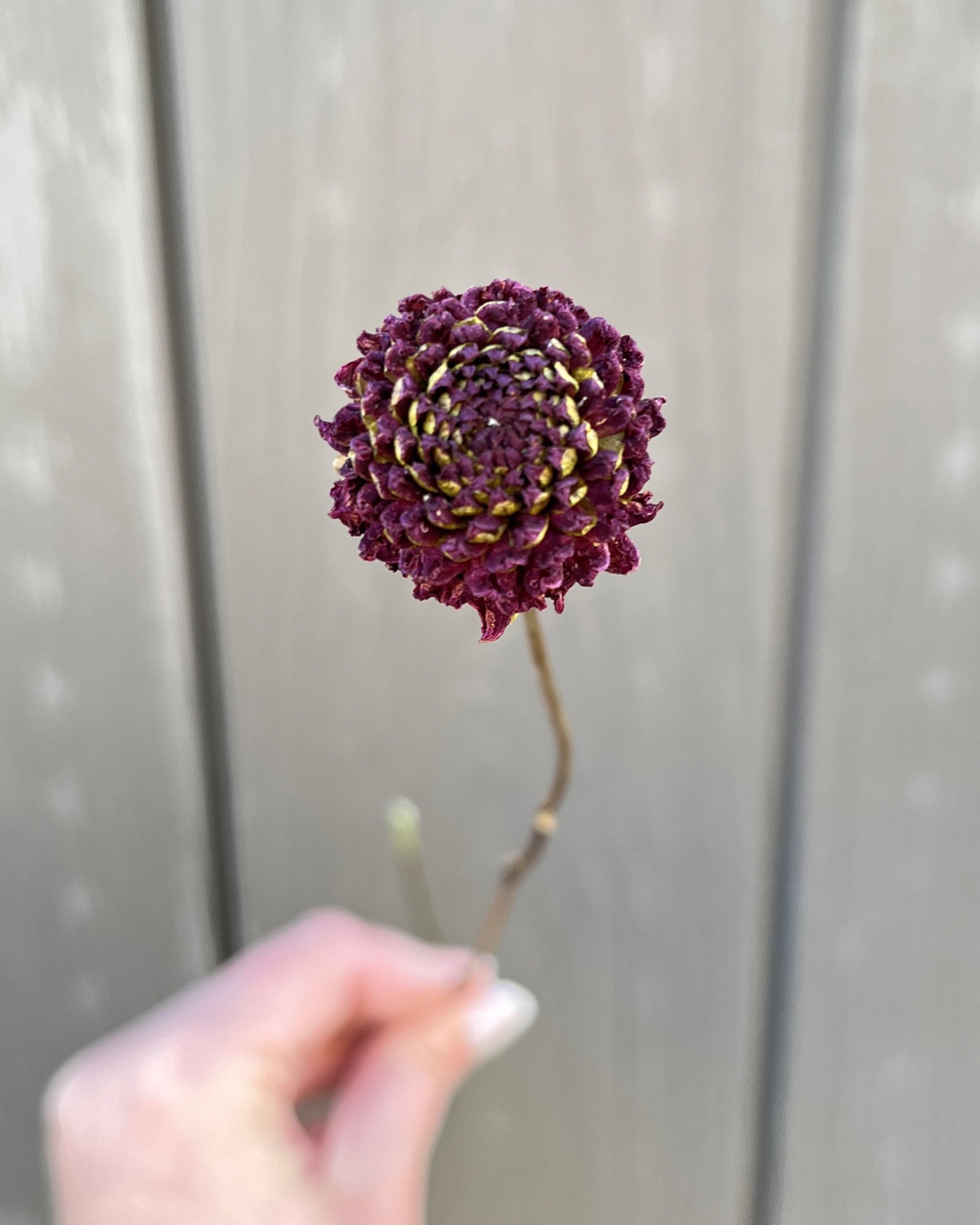 Dark Purple Burgundy Dried Dahlia Flower