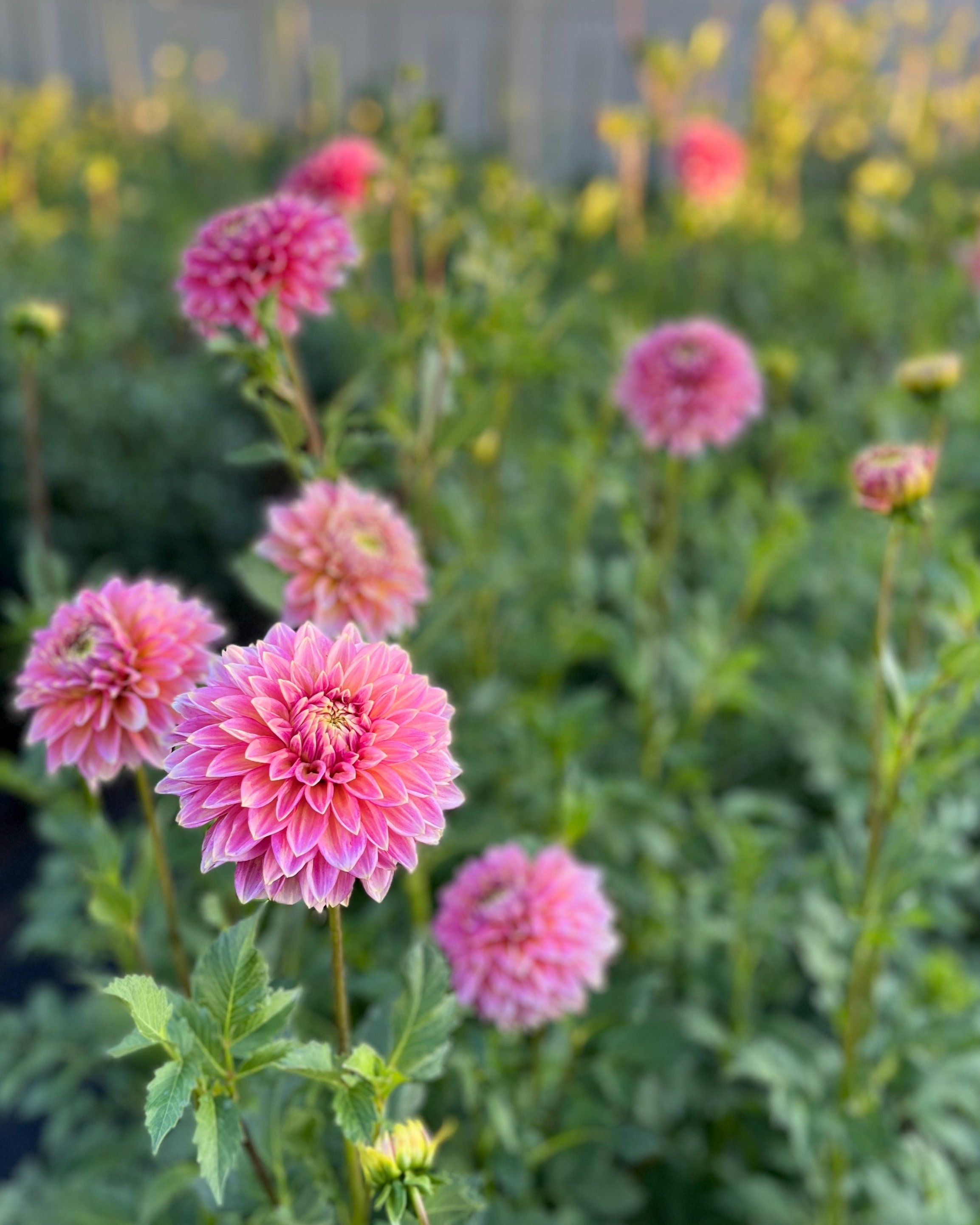 Bloomquist Mojo: Bright Pink Dahlia Flower (Copy)