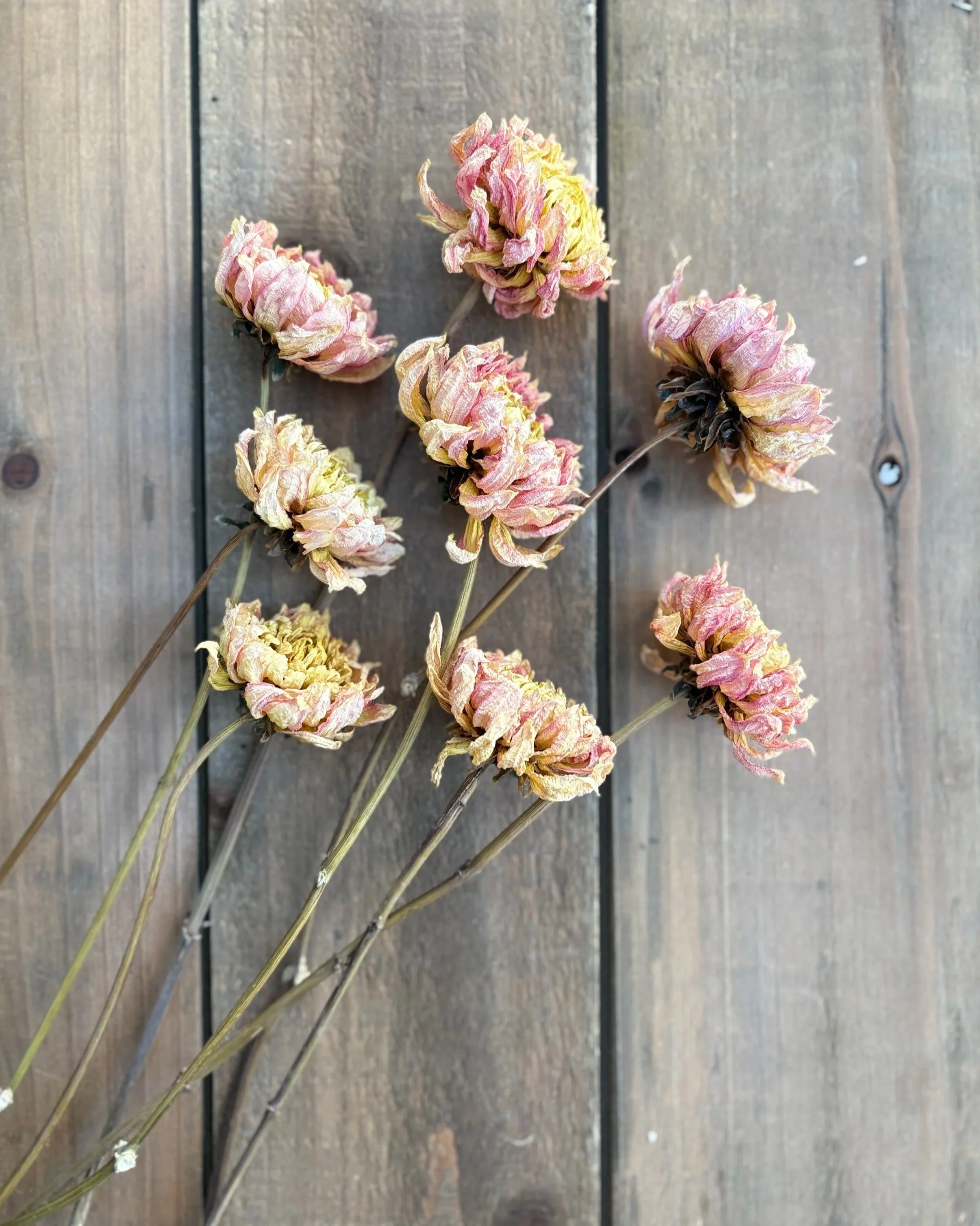 Peach Yellow Dried Dahlia Flowers