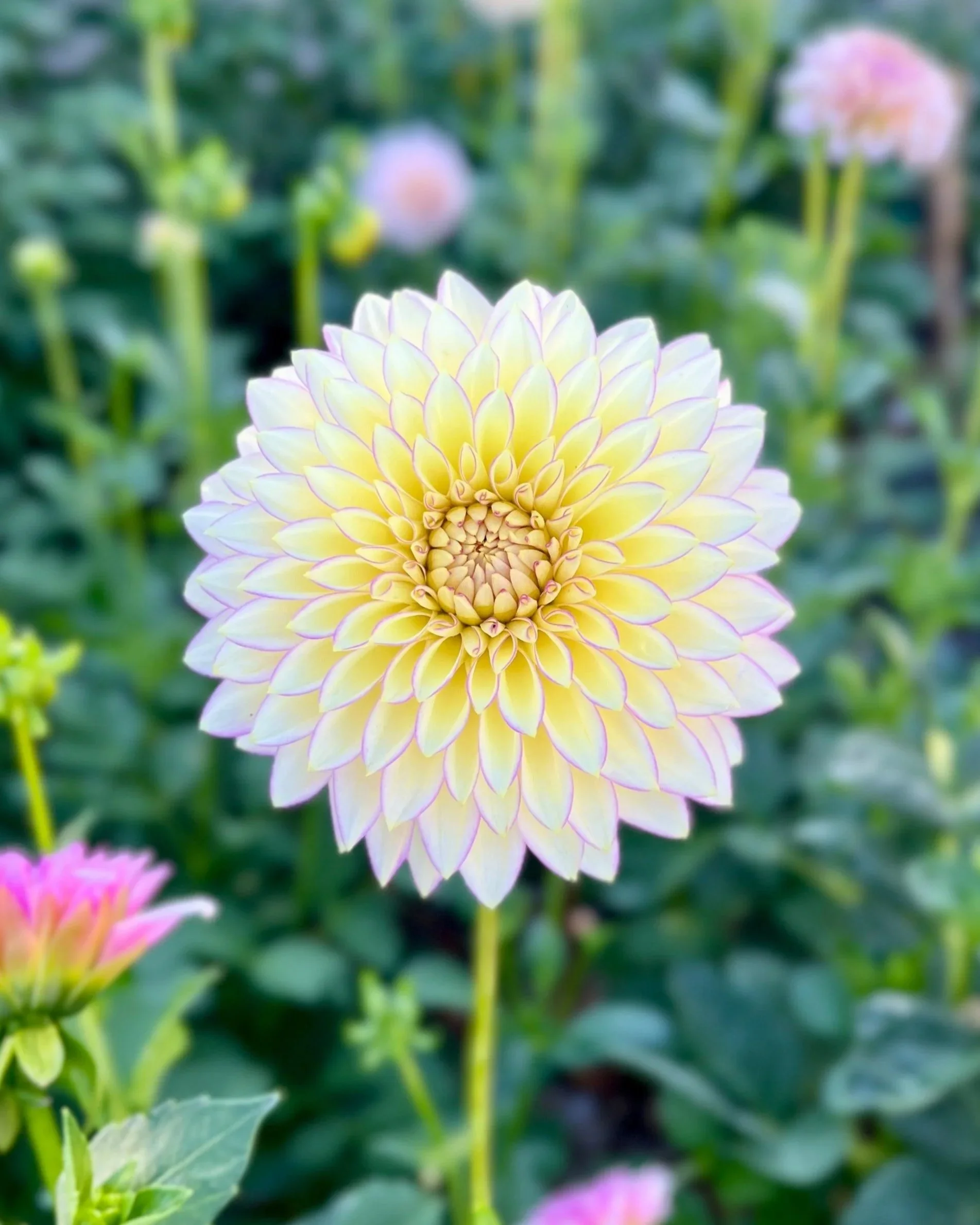 Bloomquist Blush: Cream Yellow Pink Dahlia Flower