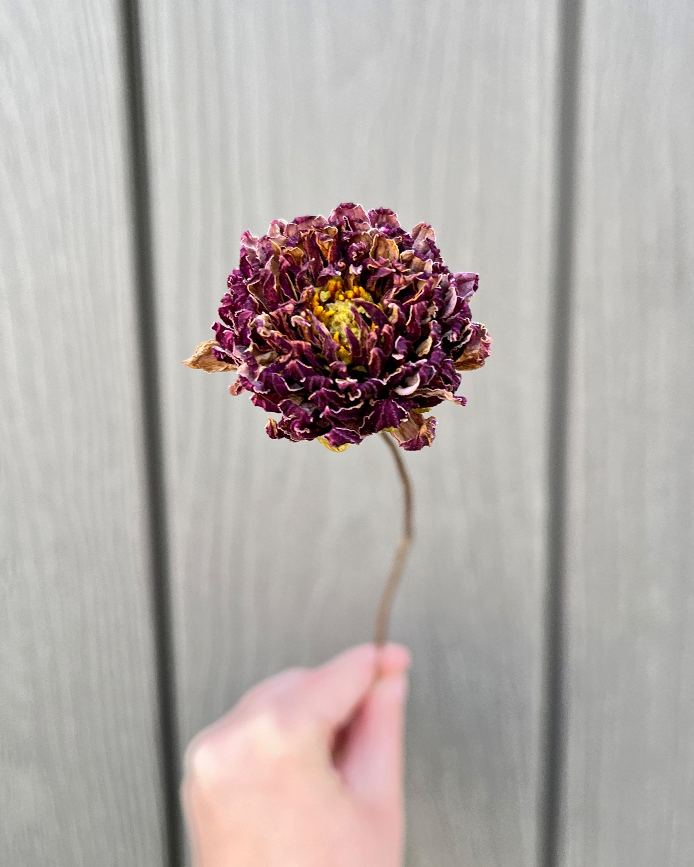 Purple Dried Dahlia Flower