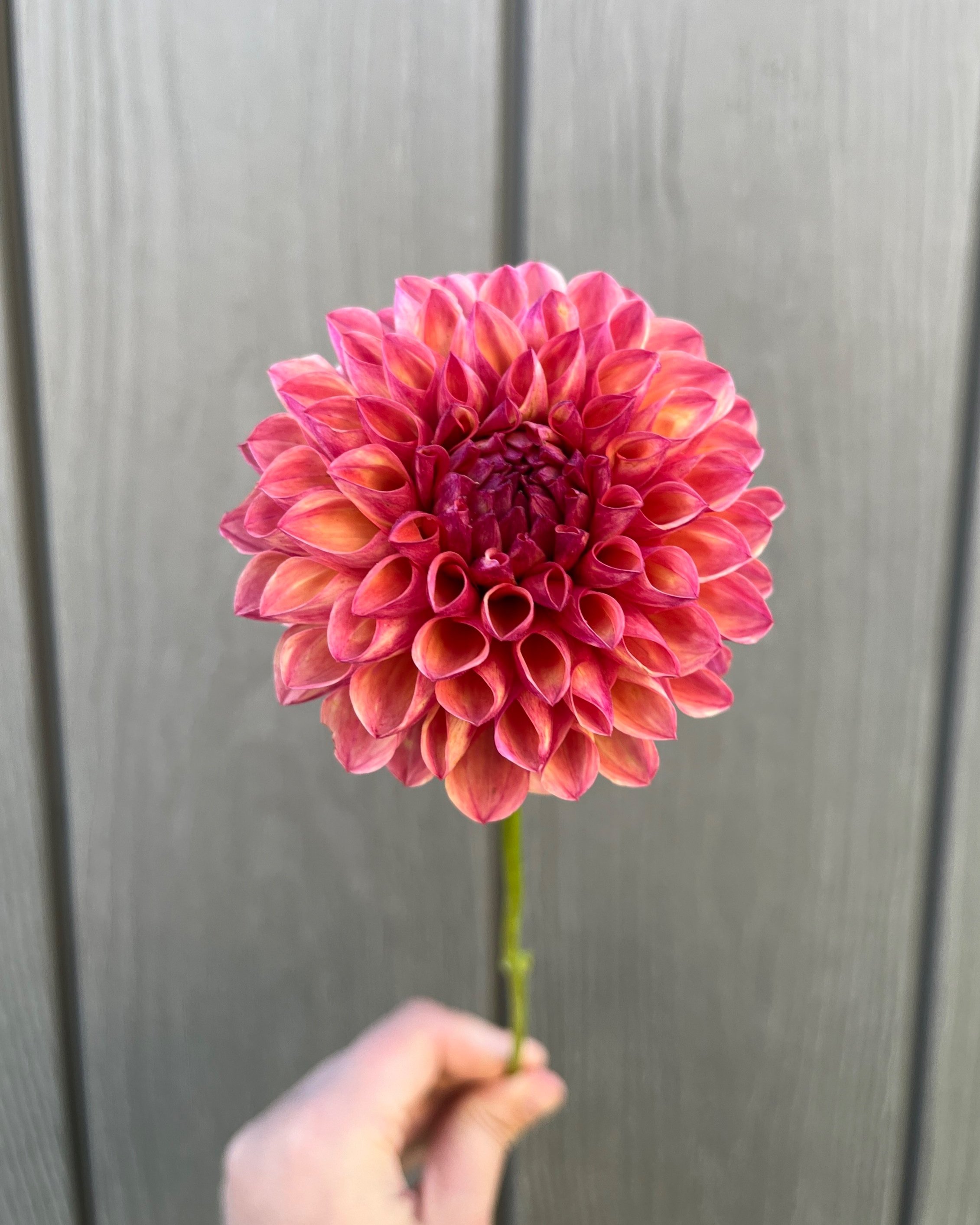 Robin Hood Dahlia: a orange, red ball dahlia flower