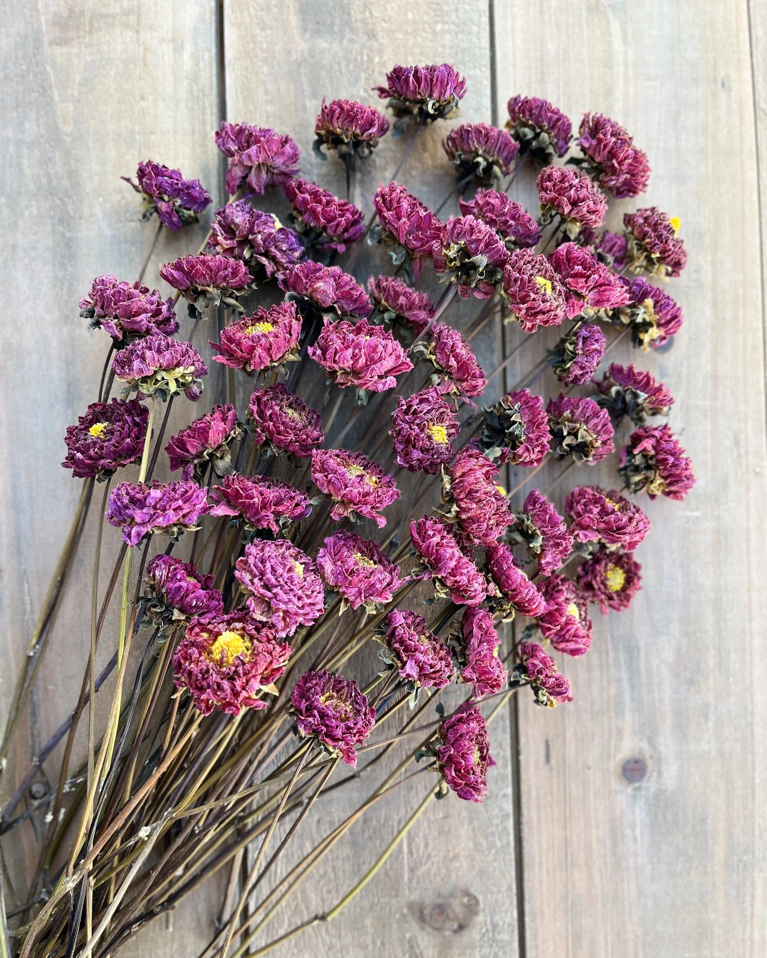 Burgundy, Deep Purple, Dark Red Dried Dahlia Flowers