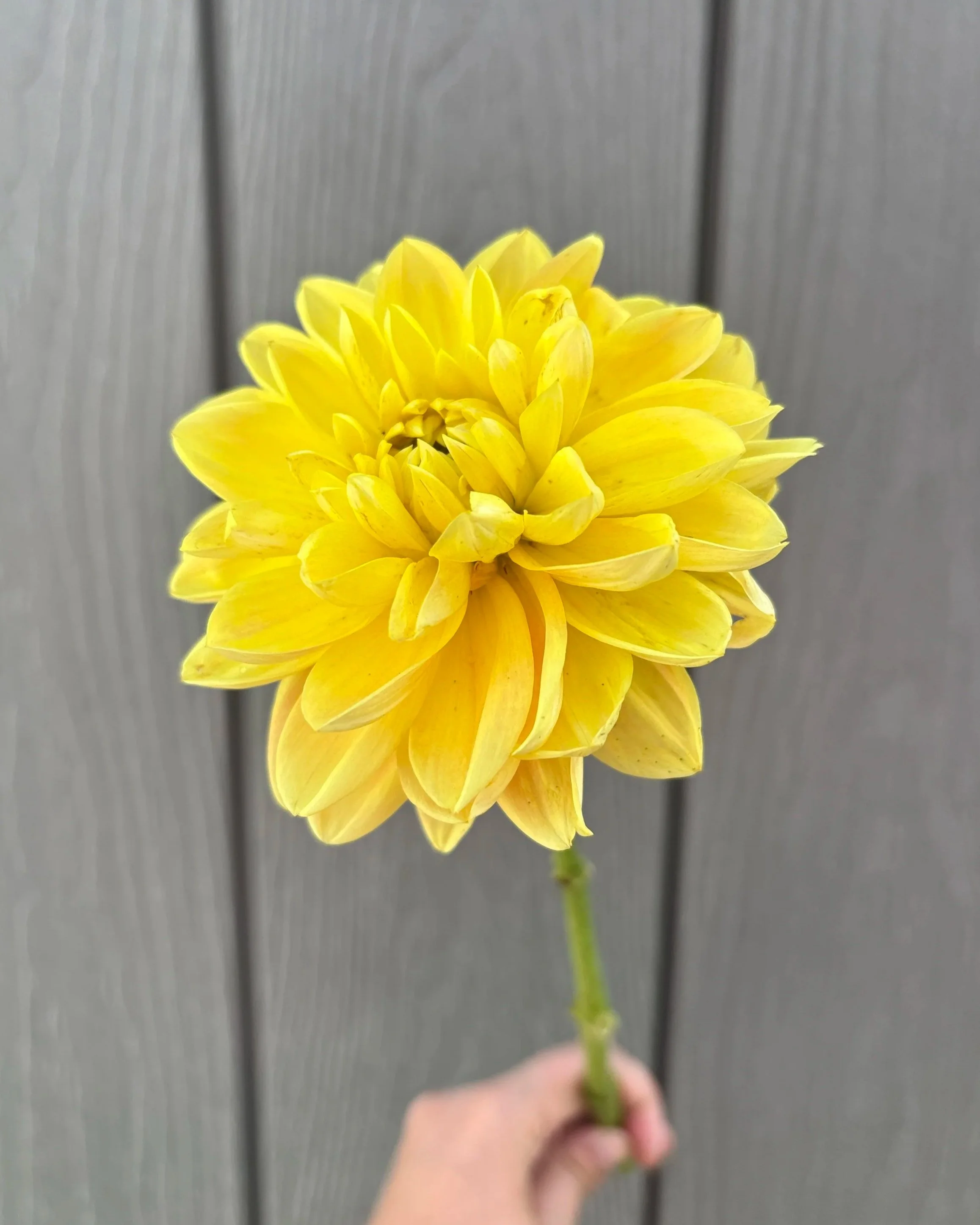 Monet Glory Dahlia Tuber