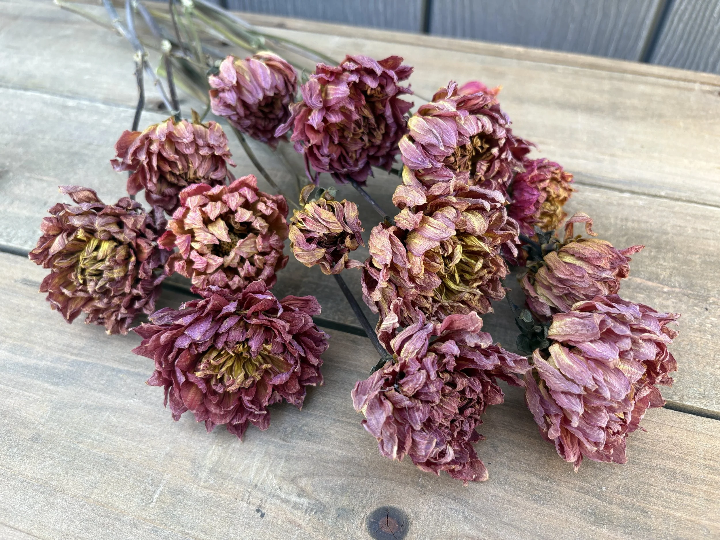 Red Dried Dahlia Flowers