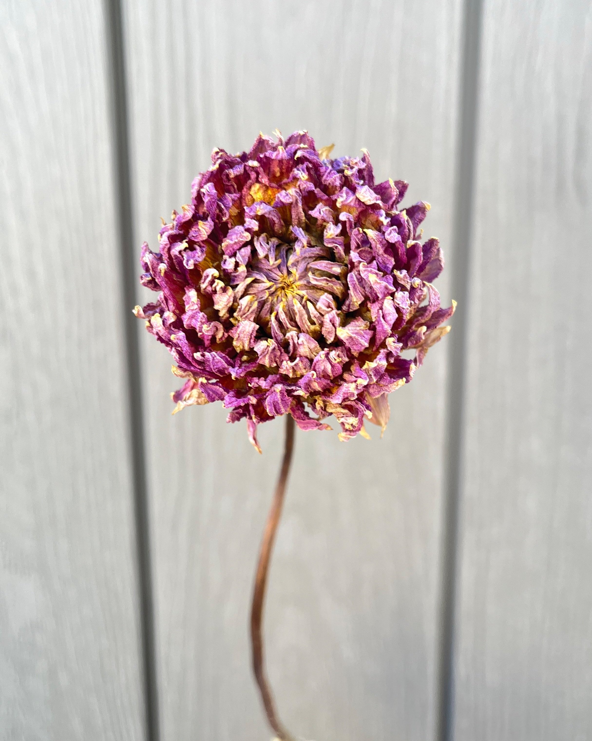 Purple Pink Dried Dahlia Flower
