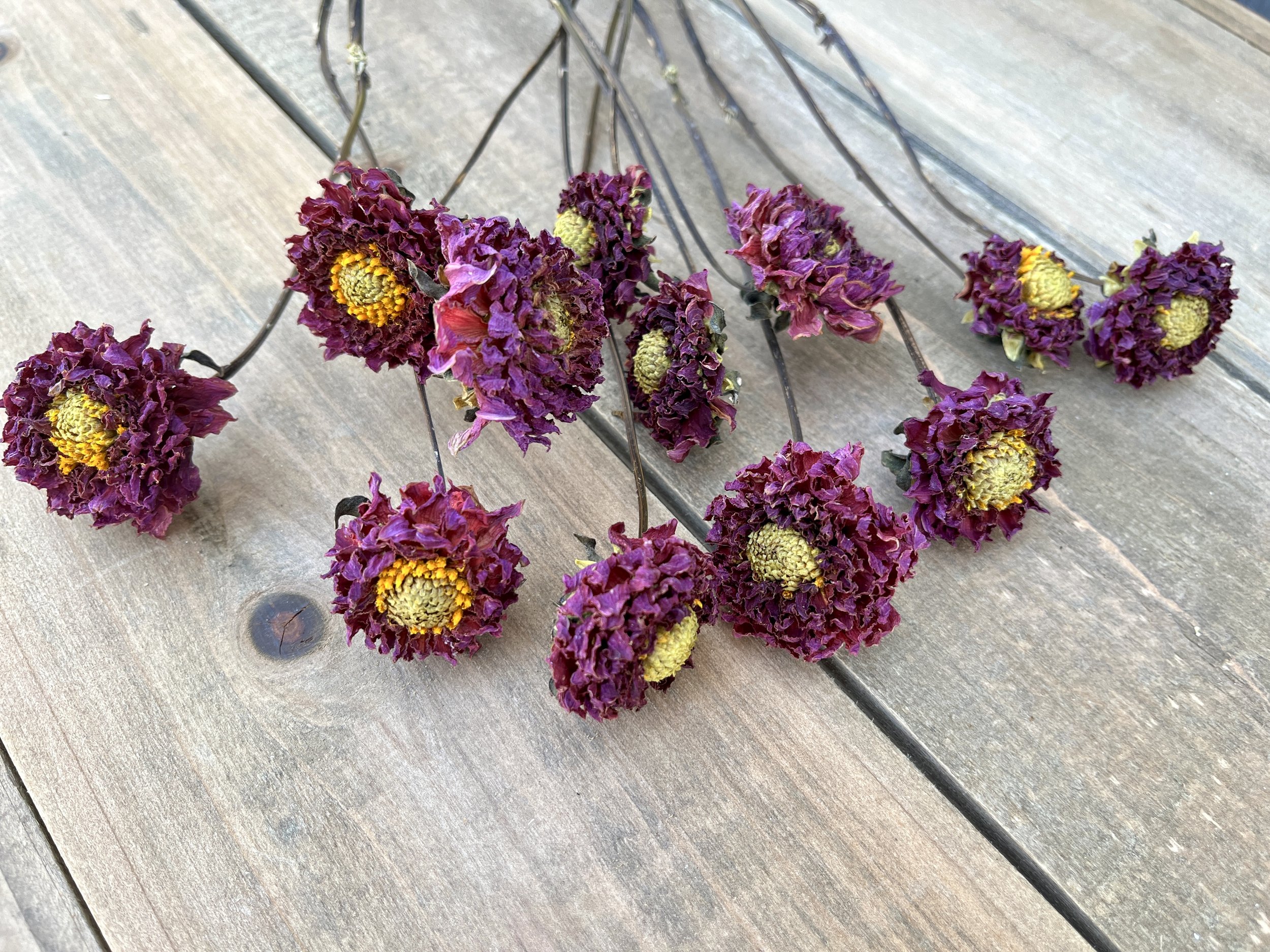 Purple Dried Dahlia Flowers