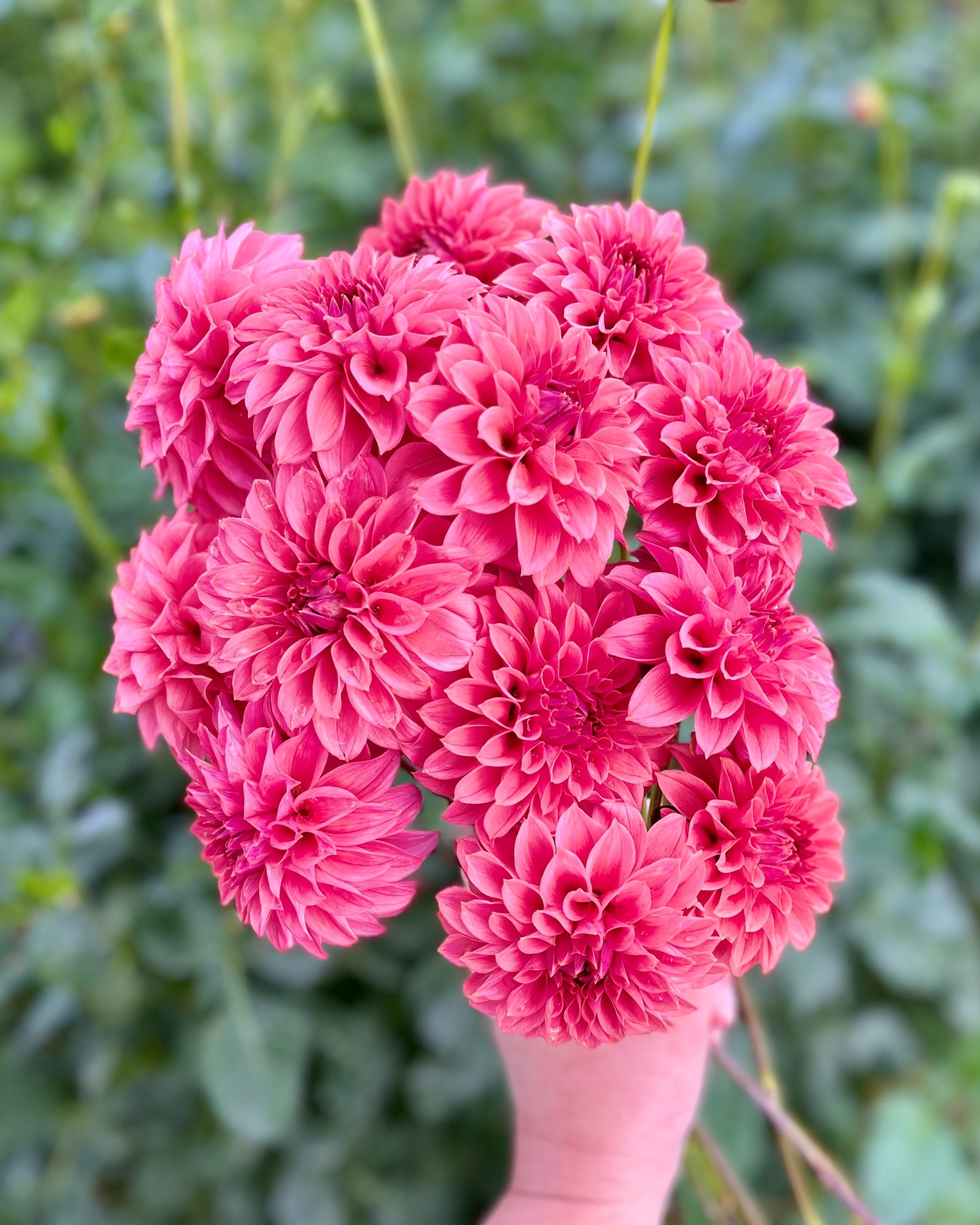 KA's Keltie Rose: Rose Red Pink Dahlia Flower (Copy)