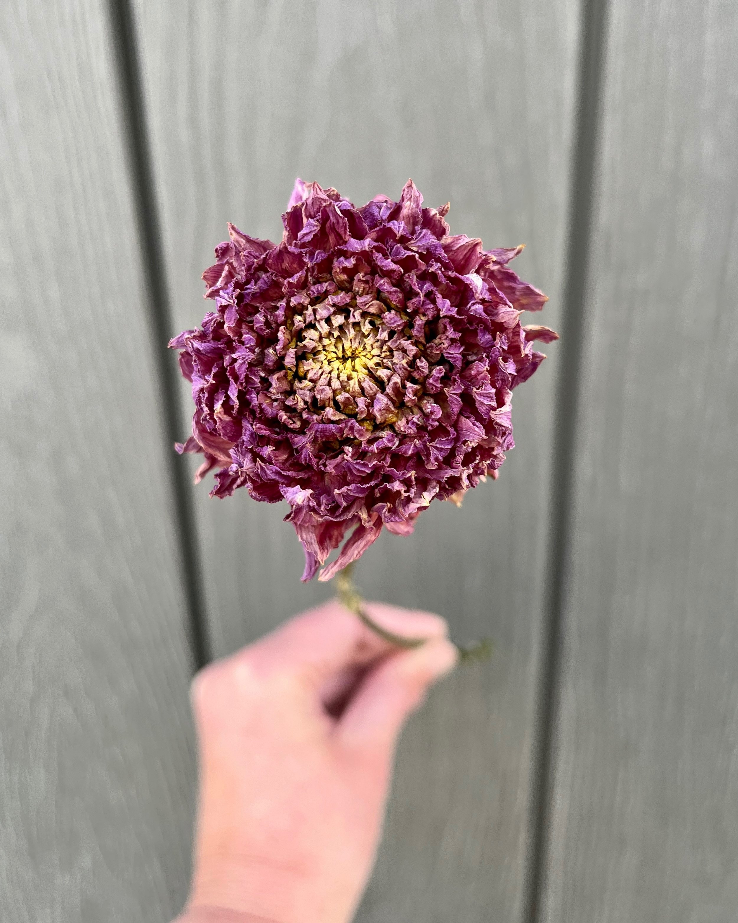 Purple Dried Dahlia Flower