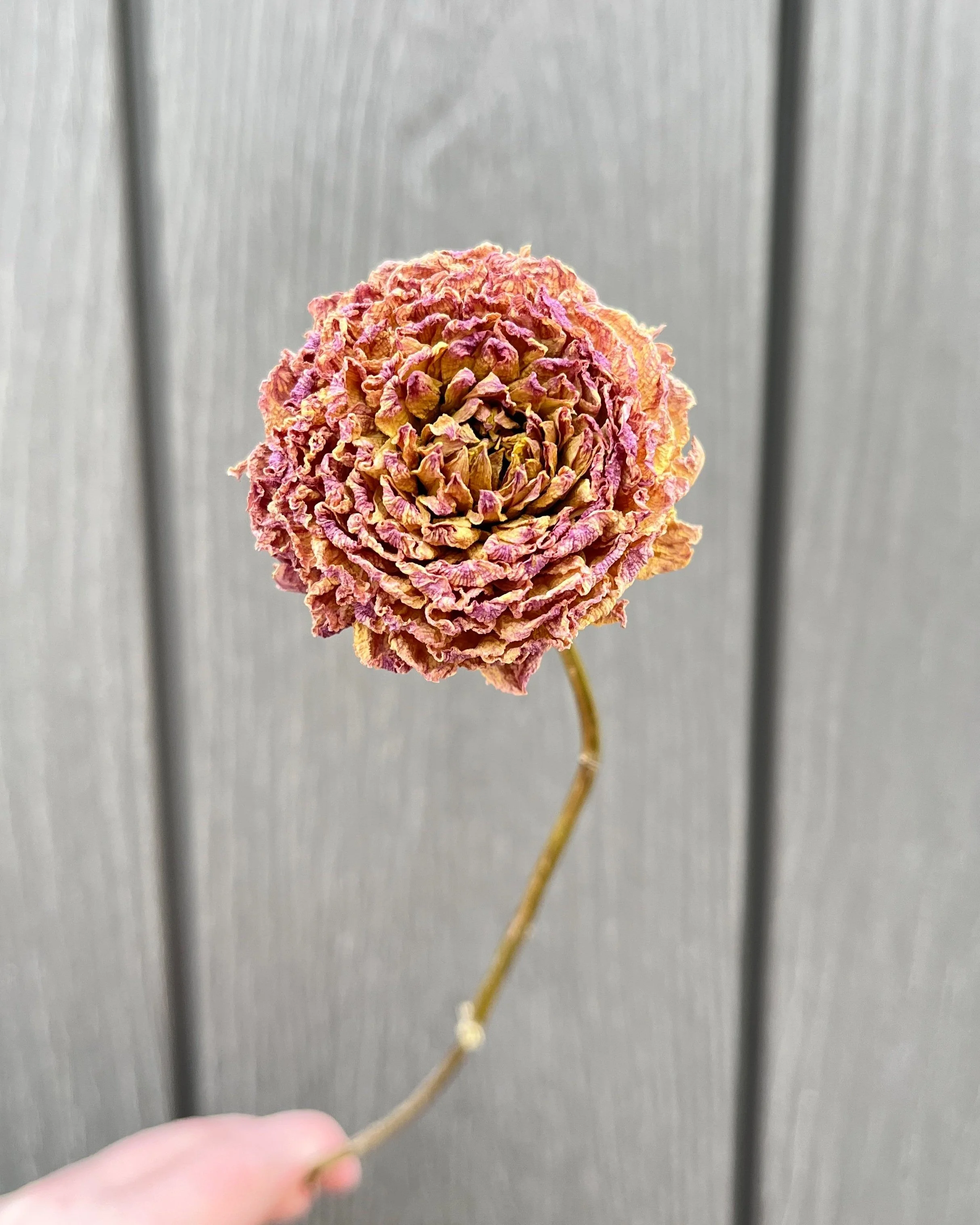Beige Purple Mauve Dried Dahlia Flower