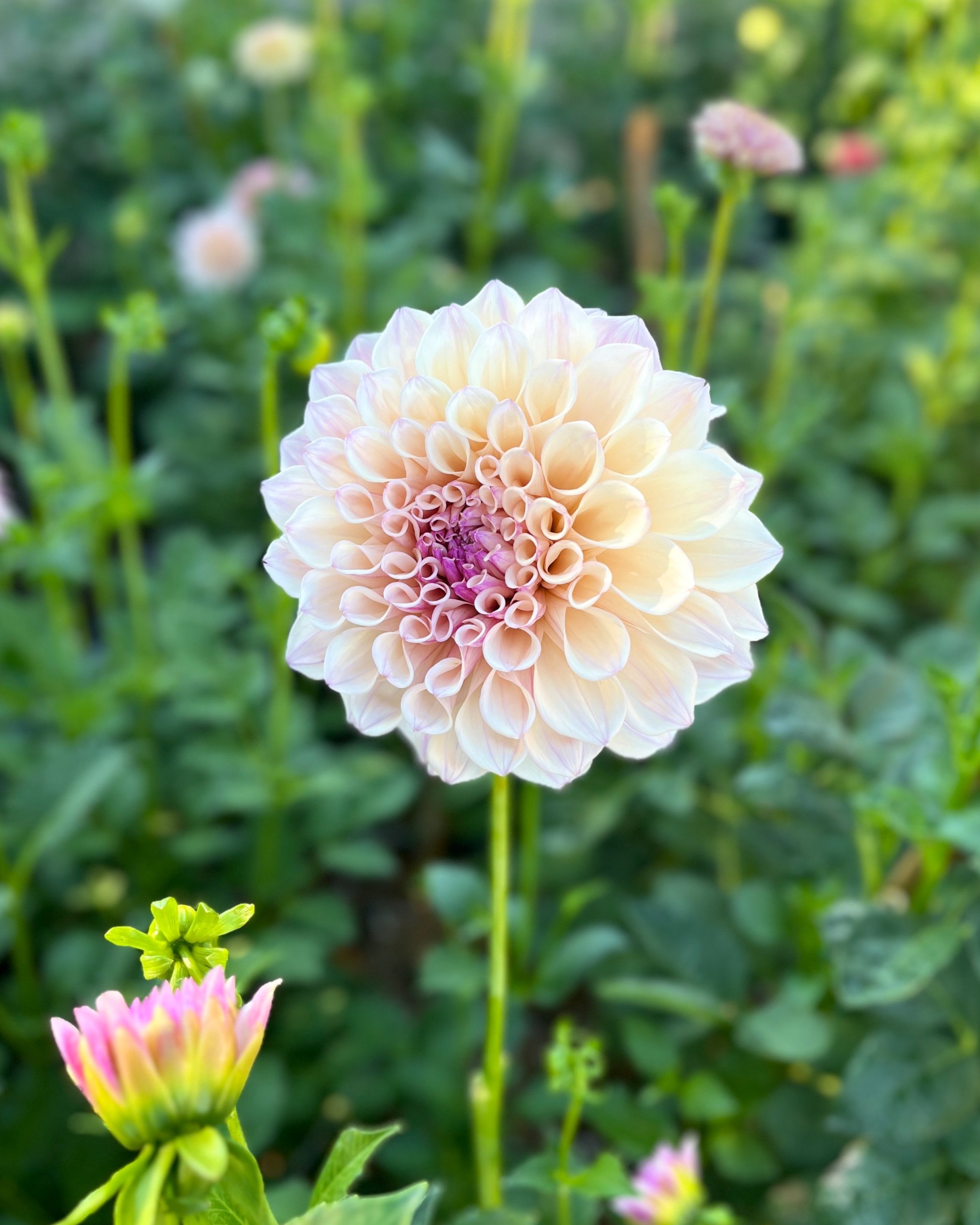 KA's™ Pearl: Soft Pink and Blush Dahlia Flower