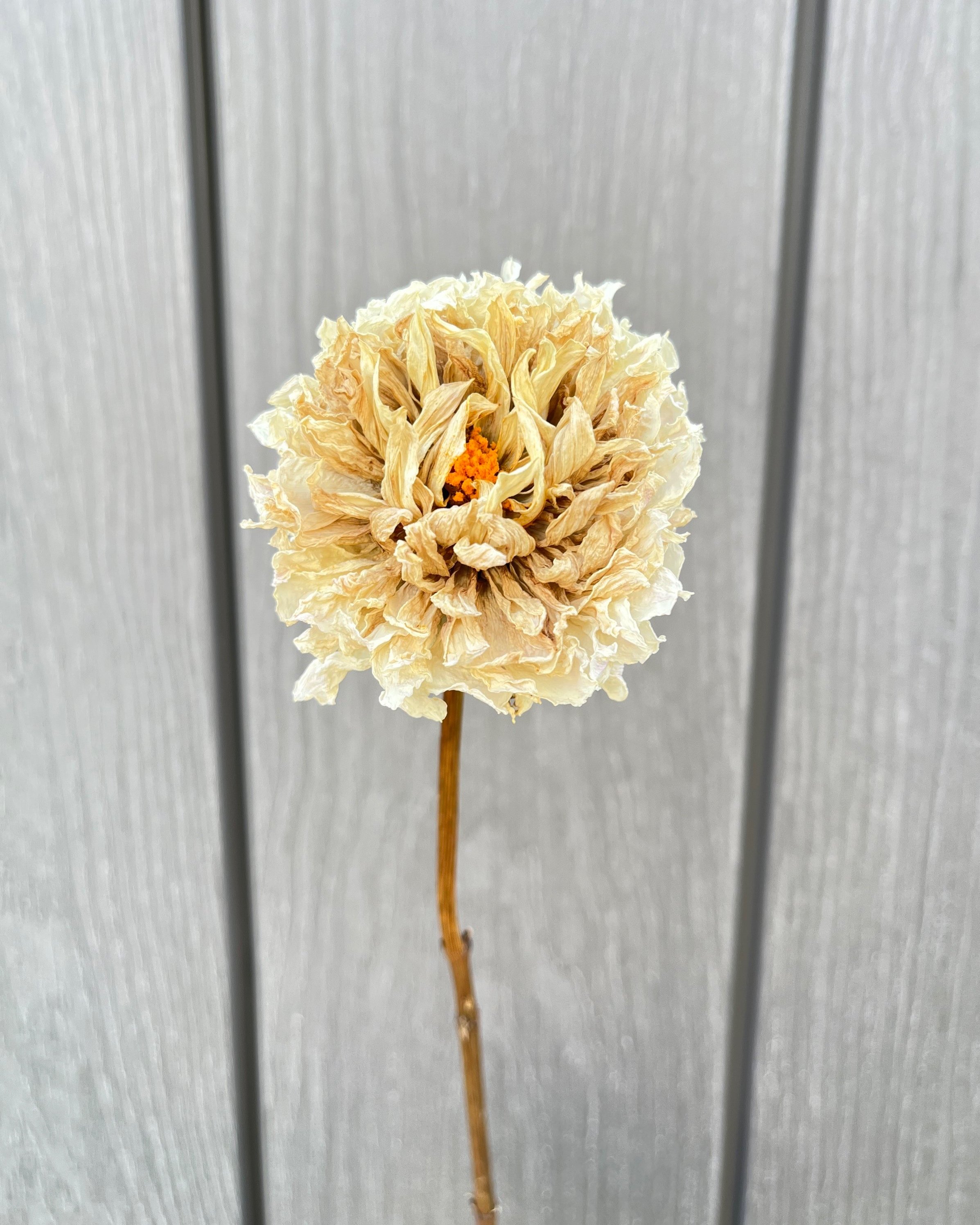 Cream Dried Dahlia Flower