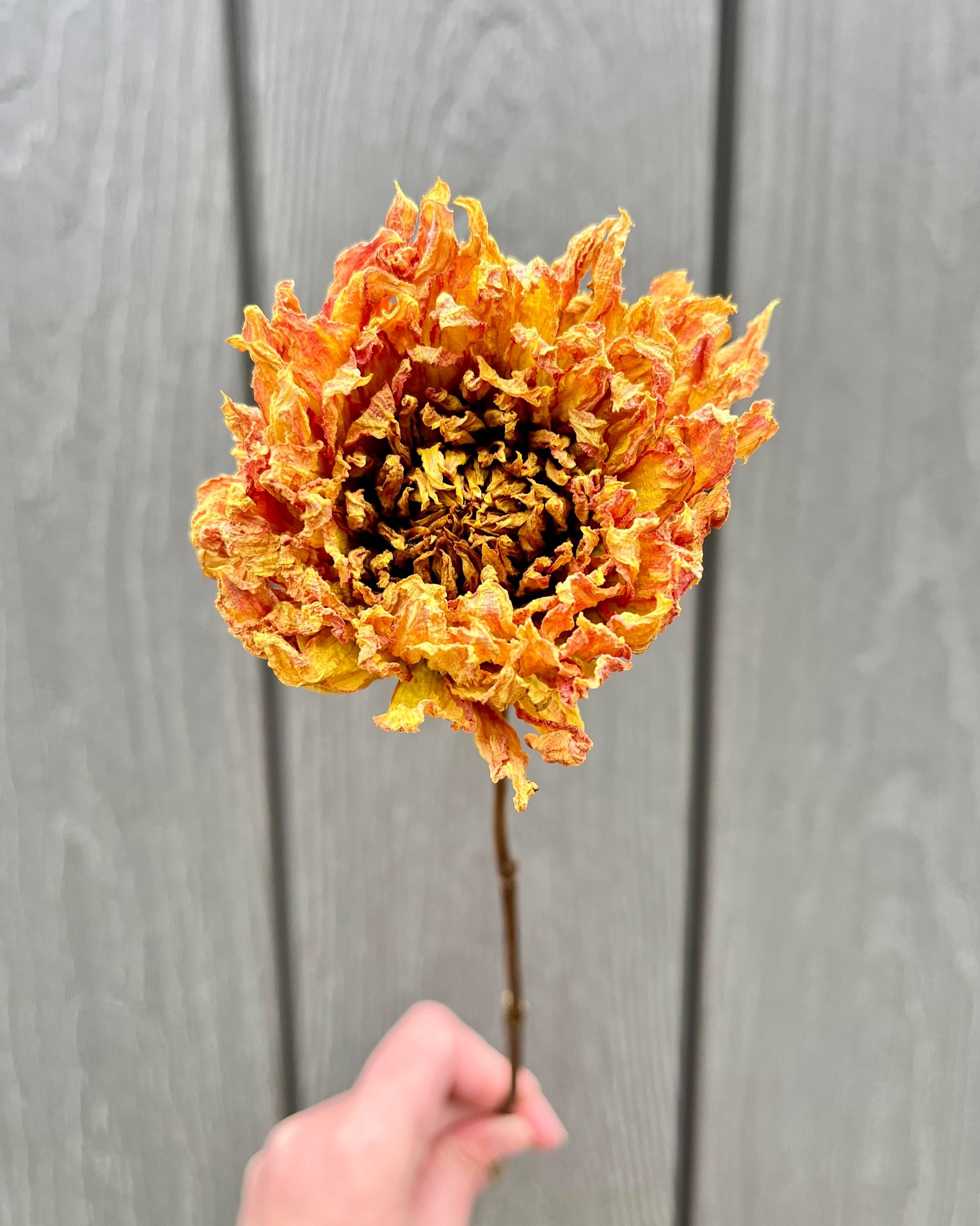 Yellow Orange Peach Dried Dahlia Flower