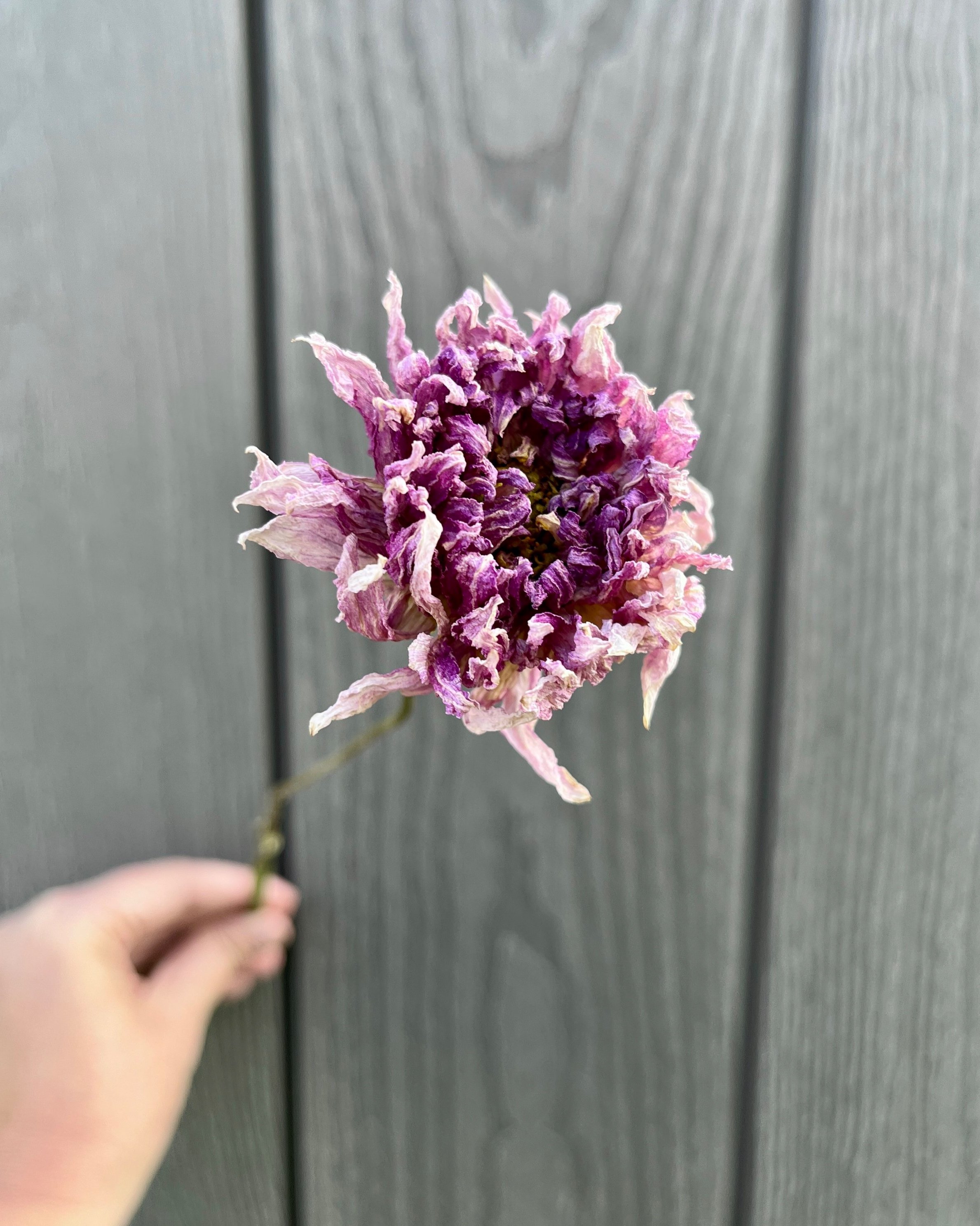 Lavender Purple Dried Dahlia Flower