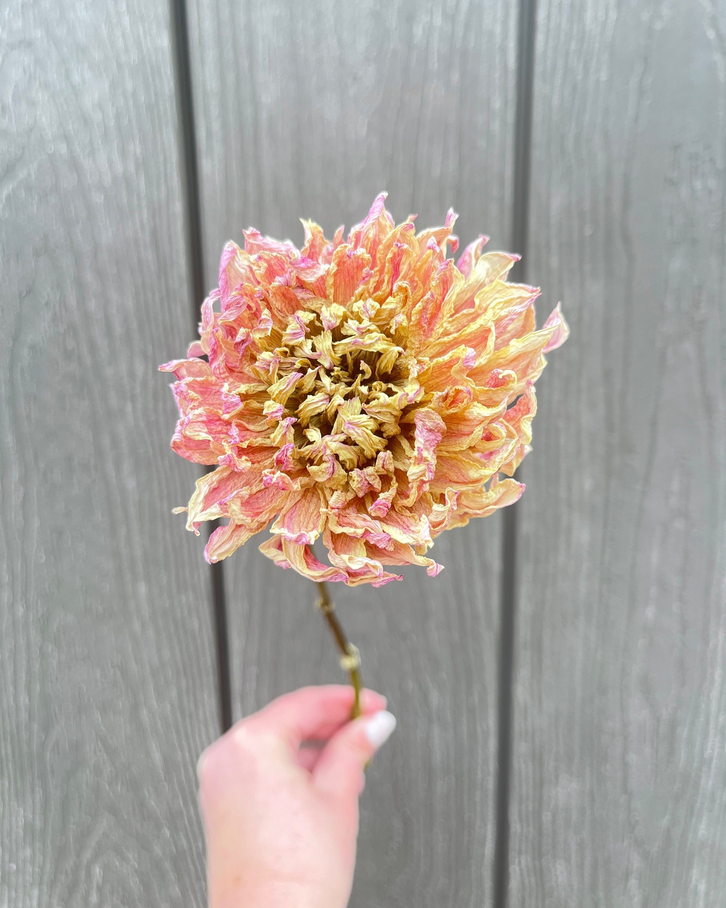 Pink Purple Dried Dahlia Flower