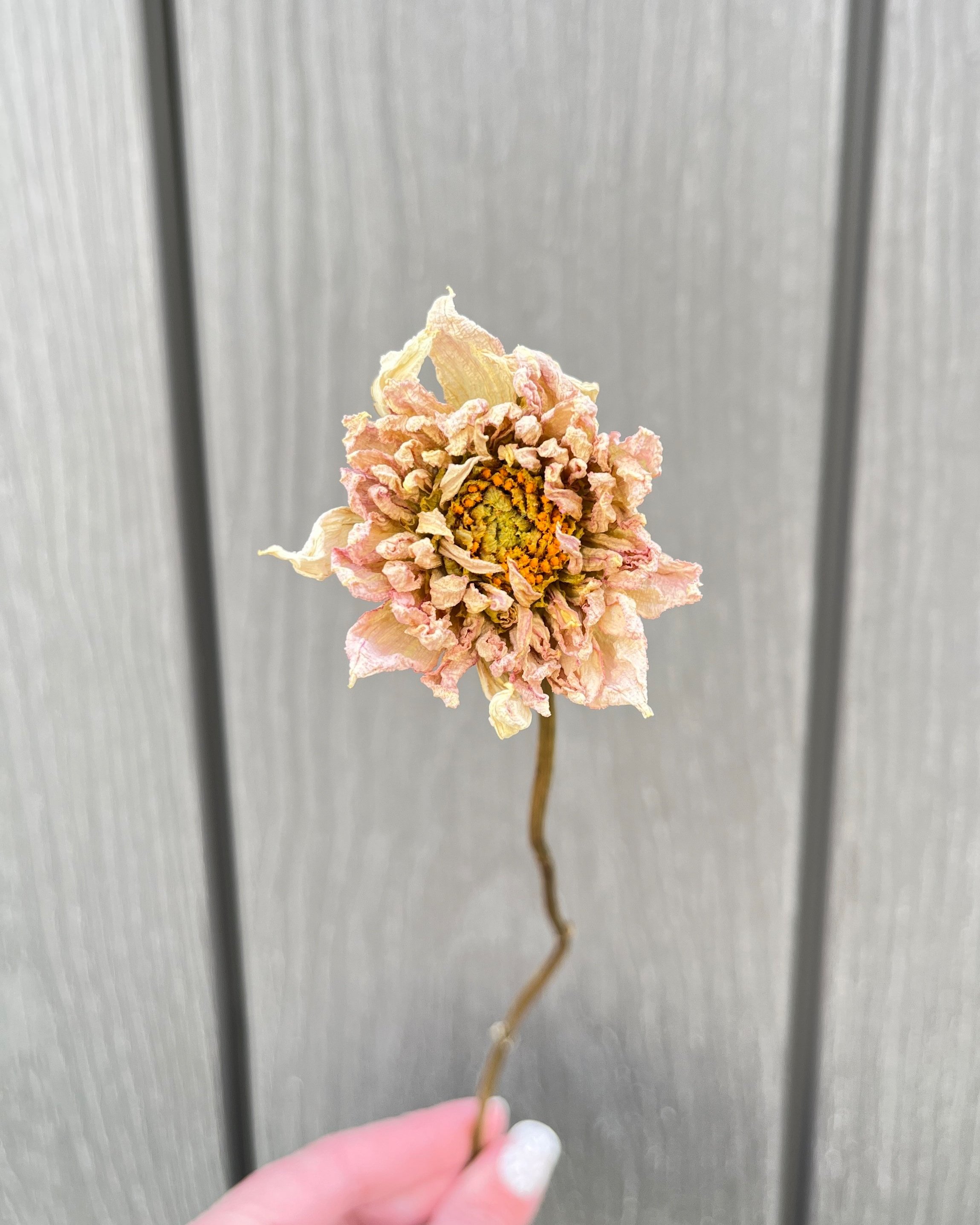 Cream Pink Dried Dahlia Flower