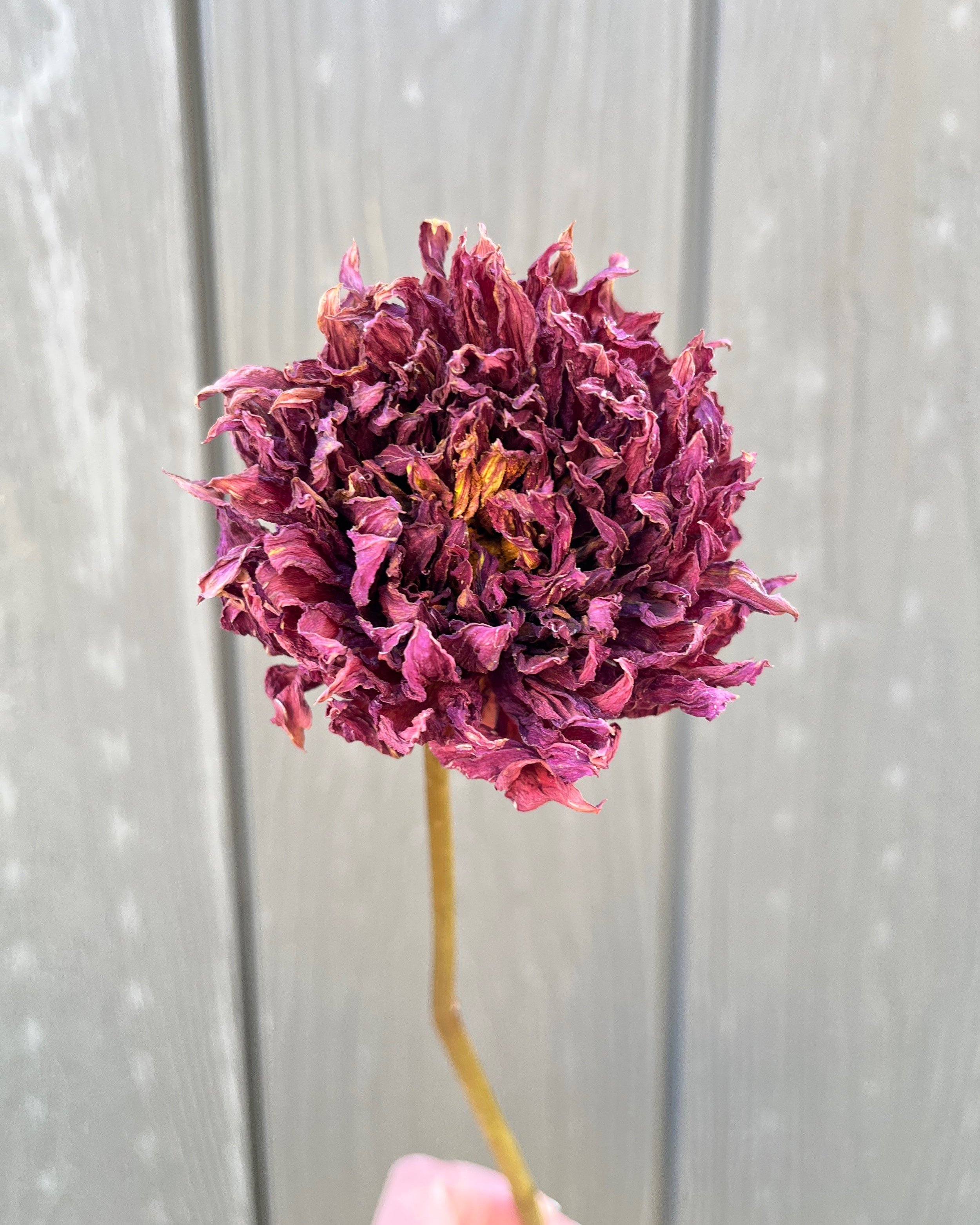 Dark Red Maroon Dried Dahlia Flower