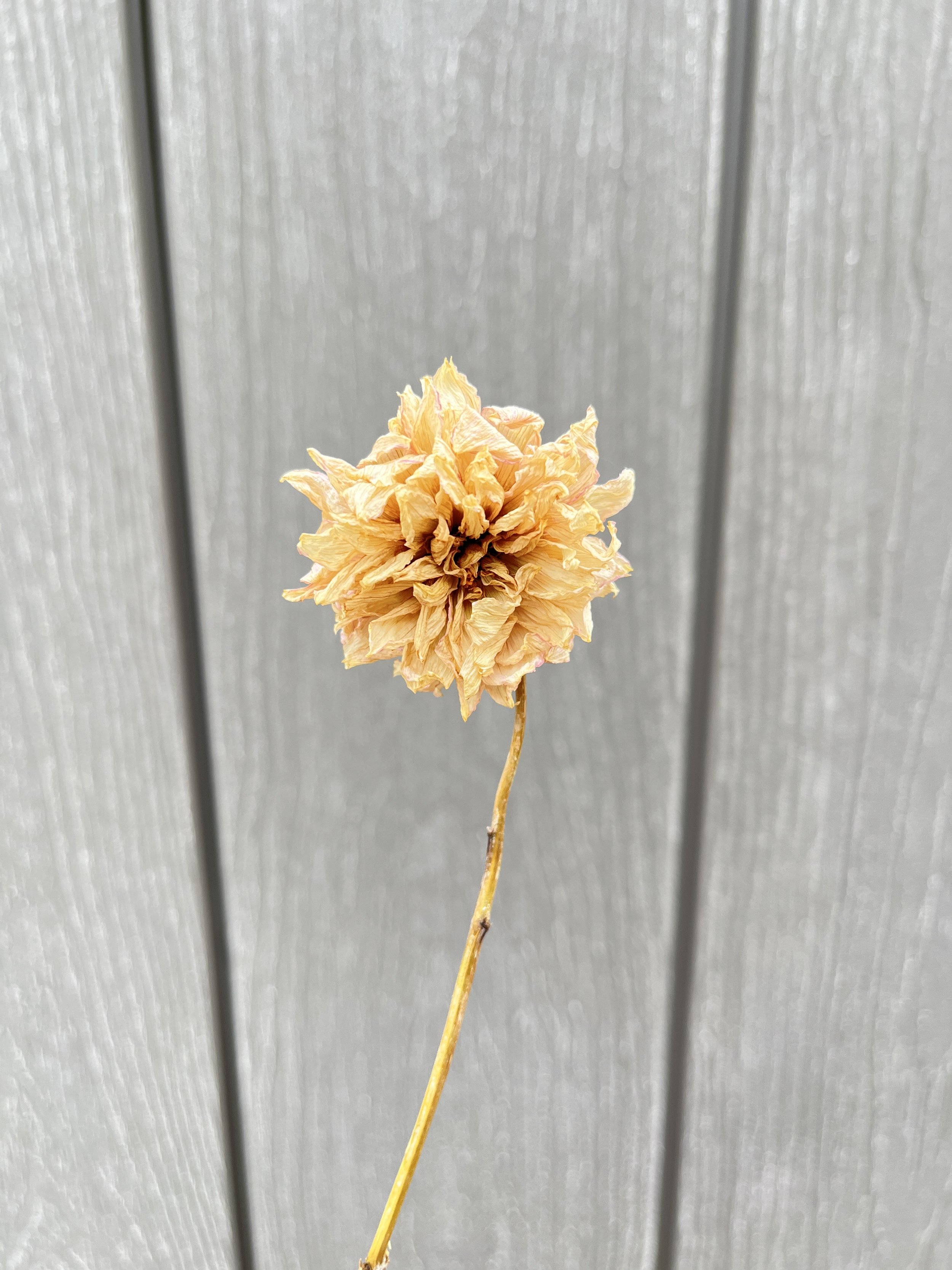 Cream Pink Dried Dahlia Flower