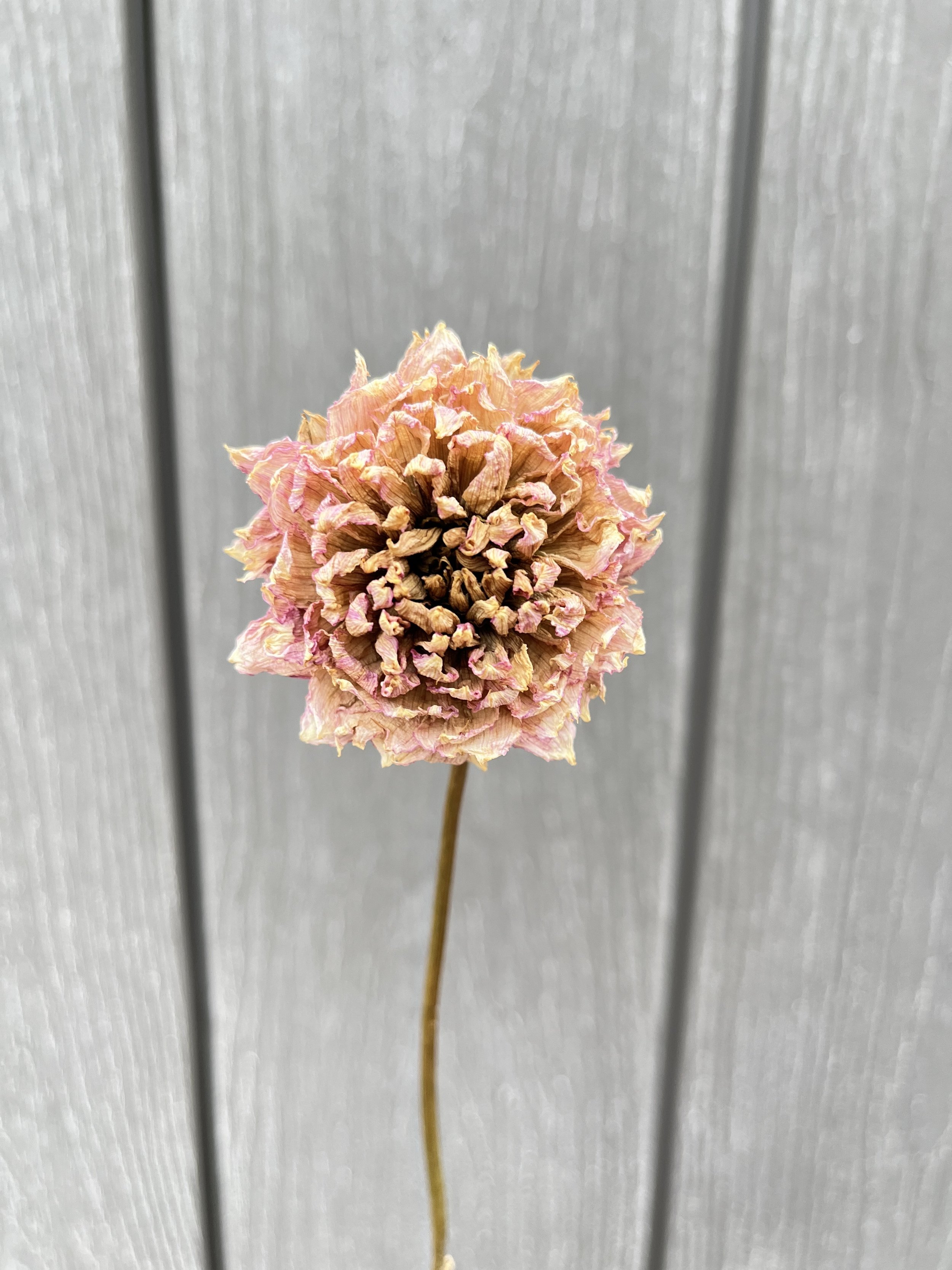 Cream Pink Dried Dahlia Flower