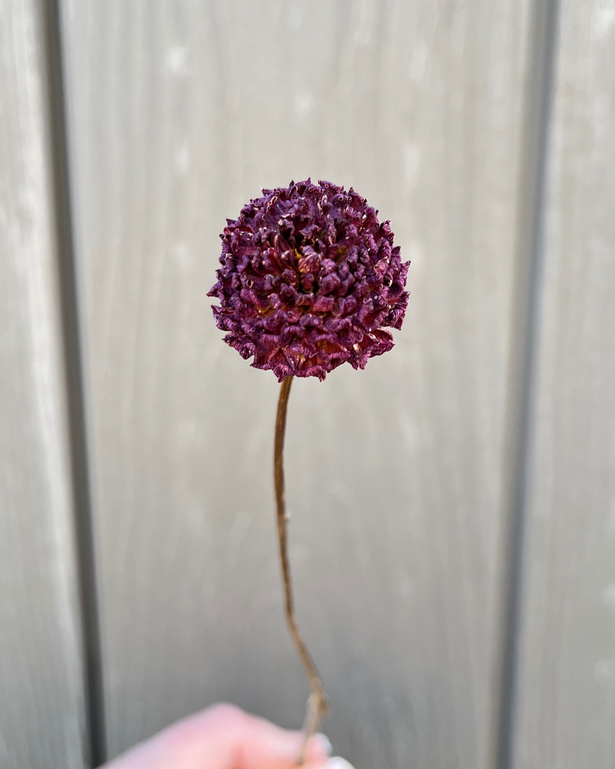 Dark Purple Burgundy Dried Dahlia Flower