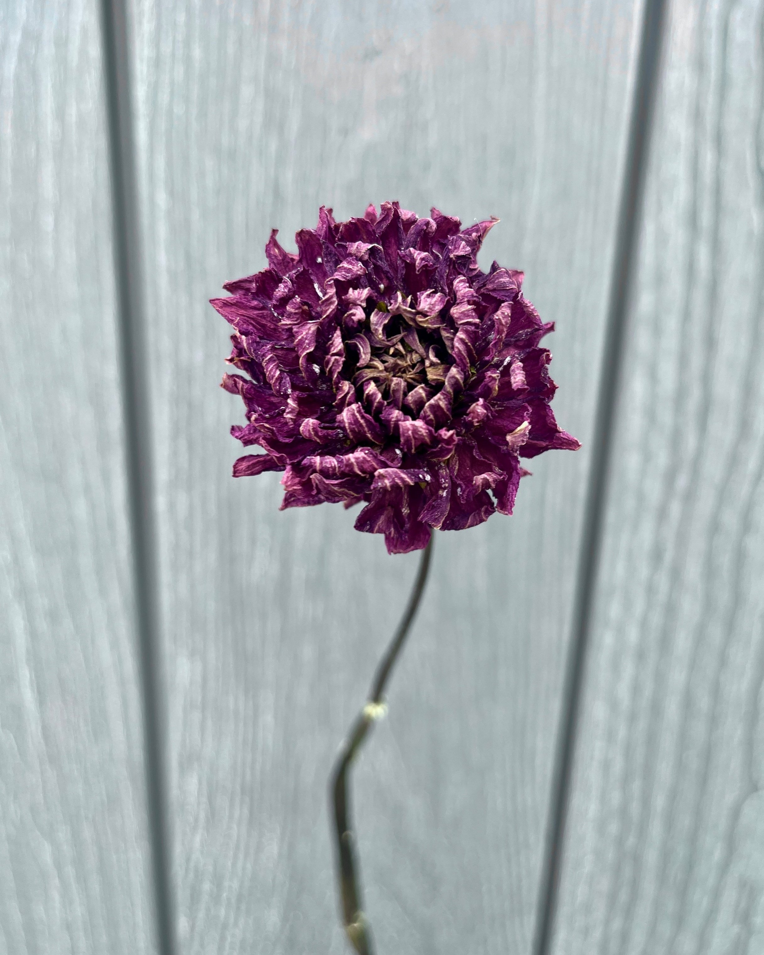 Deep Purple Dried Dahlia