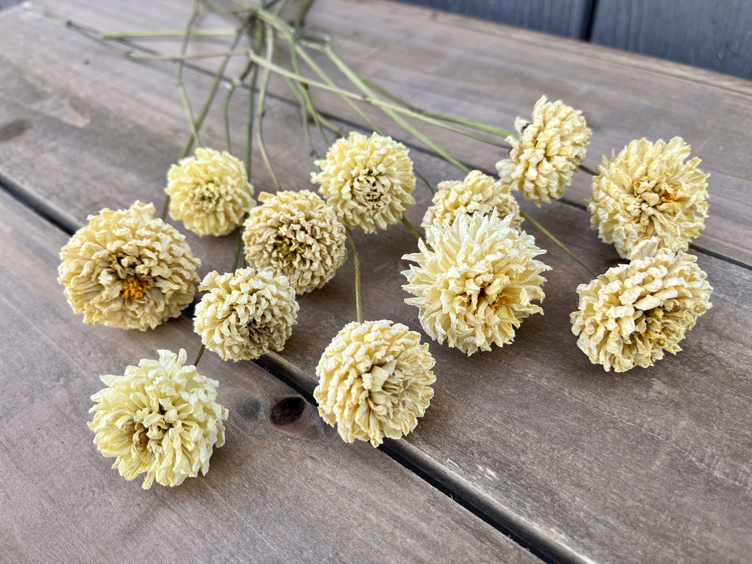 Cream Dried Dahlia Flowers
