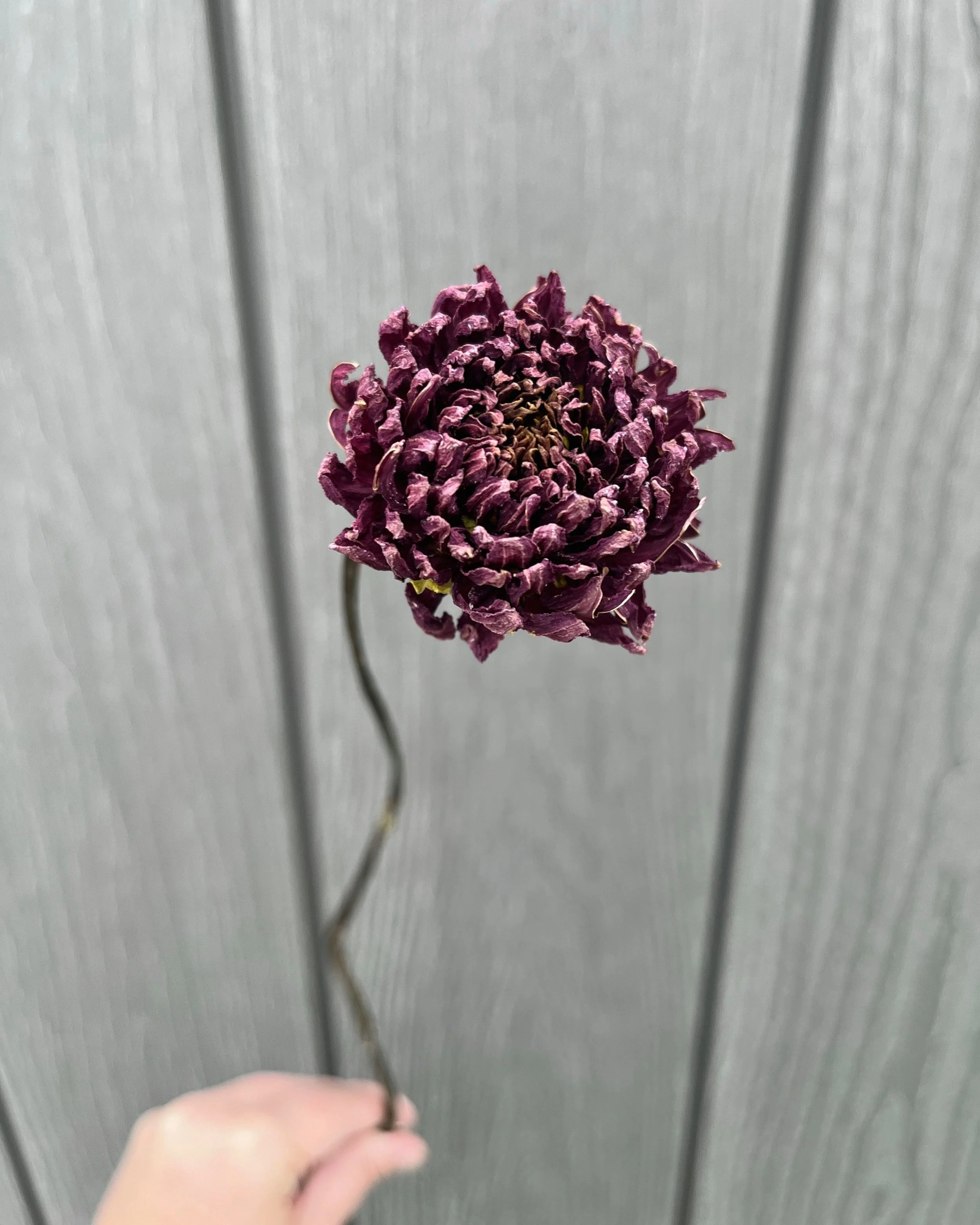 Deep Purple Dried Dahlia