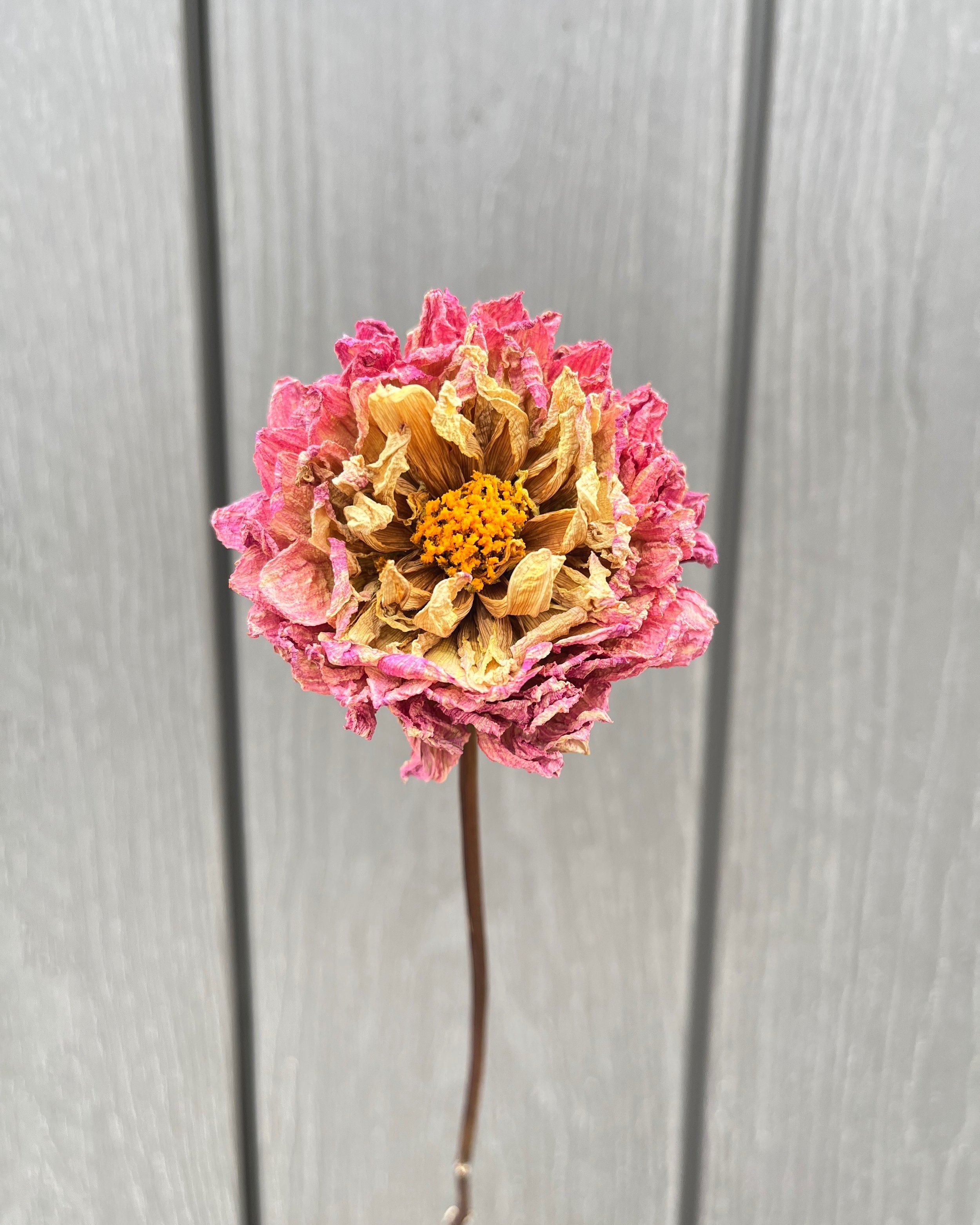 Pink Purple Cream Dried Dahlia Flower