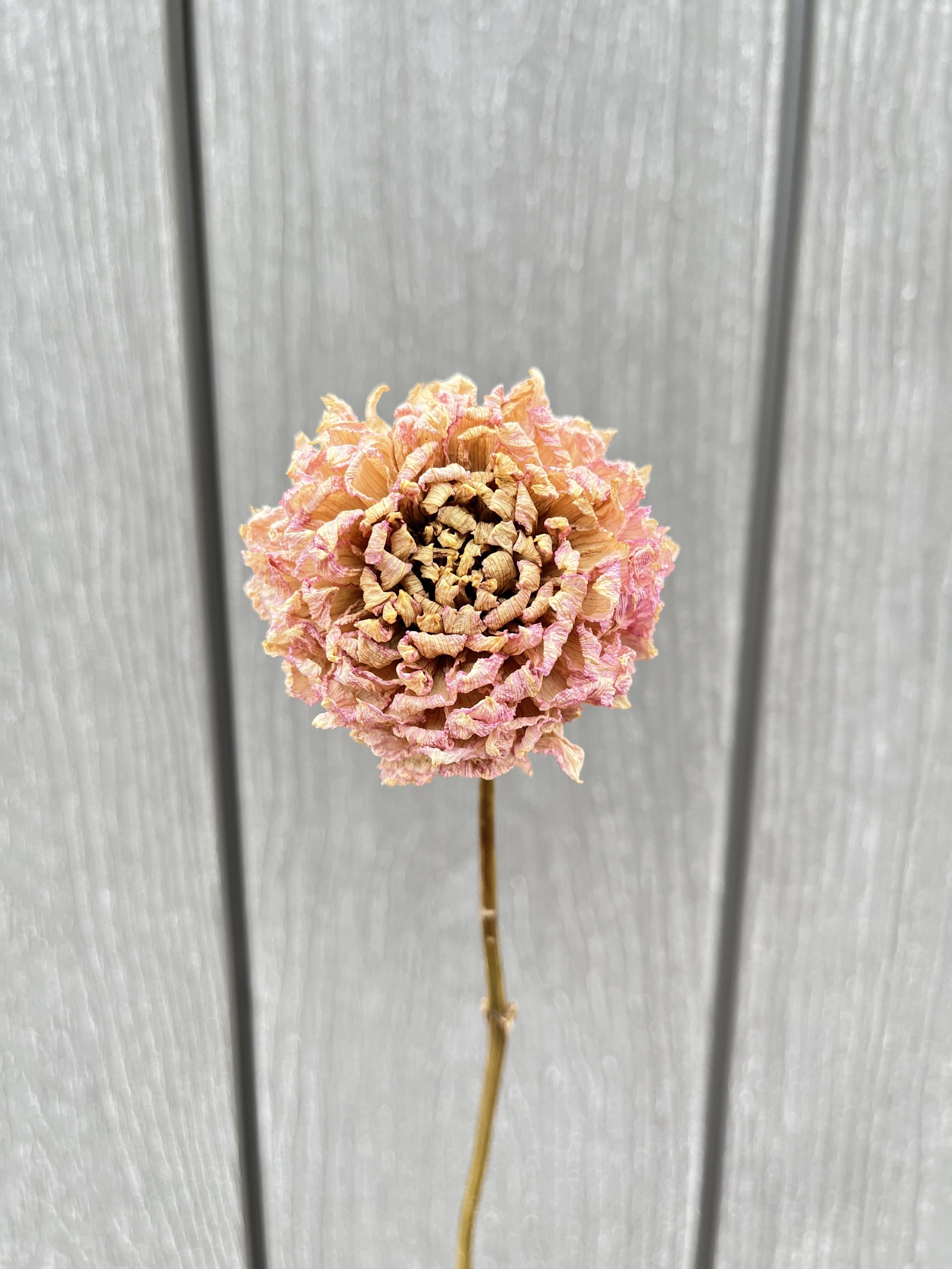 Cream Pink Dried Dahlia Flower