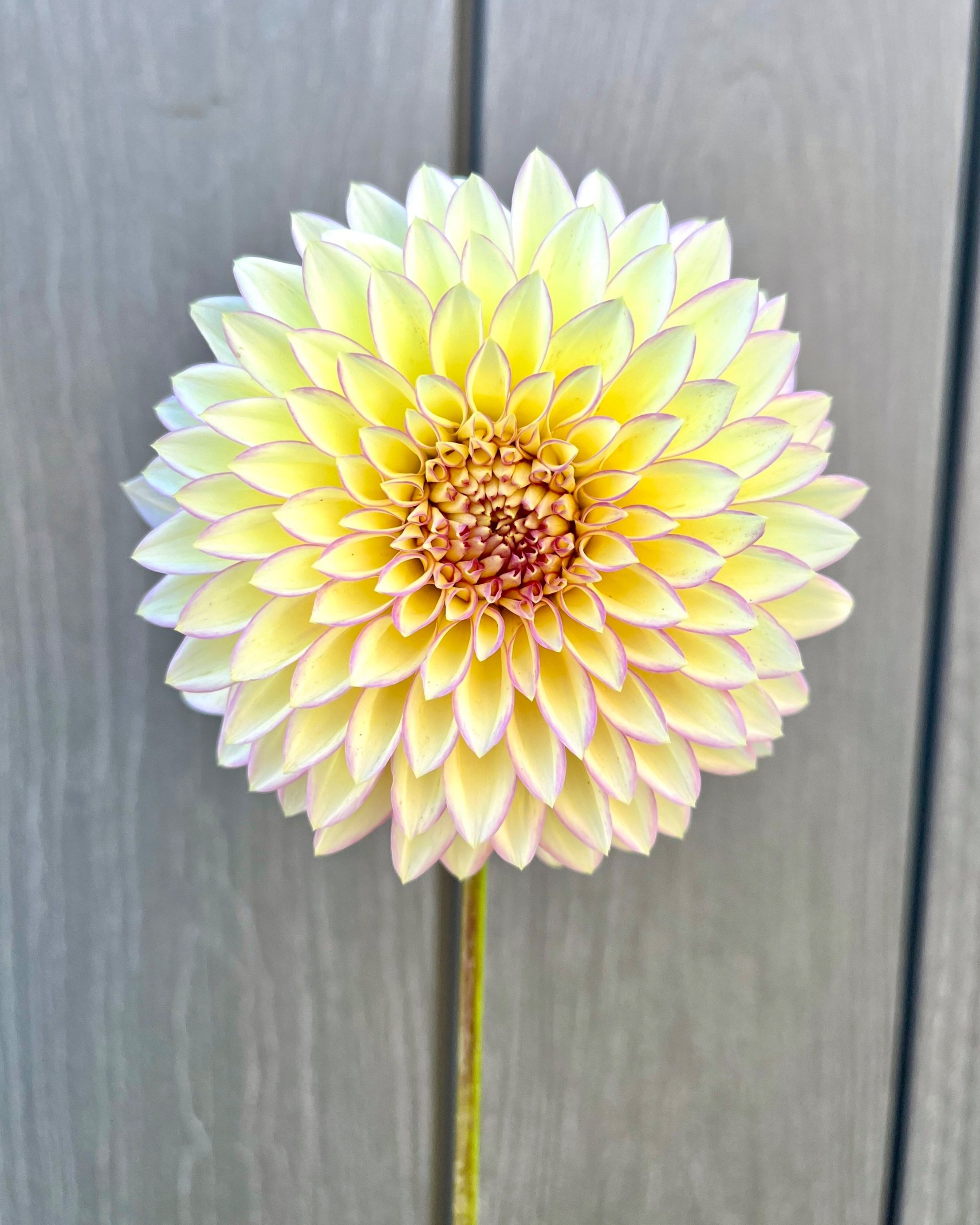 Bloomquist Blush: Cream Yellow Pink Dahlia Flower