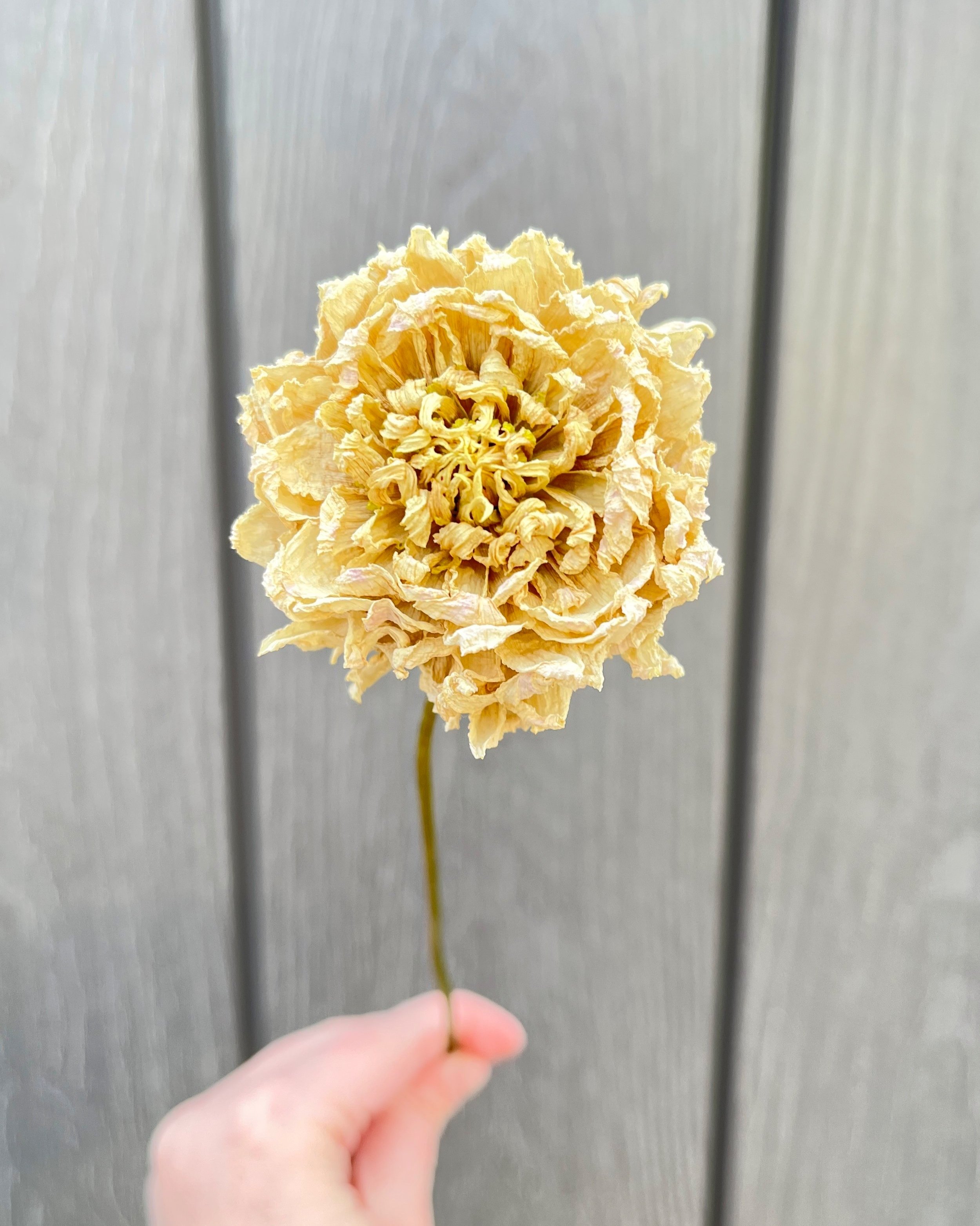 Cream Dried Dahlia Flower