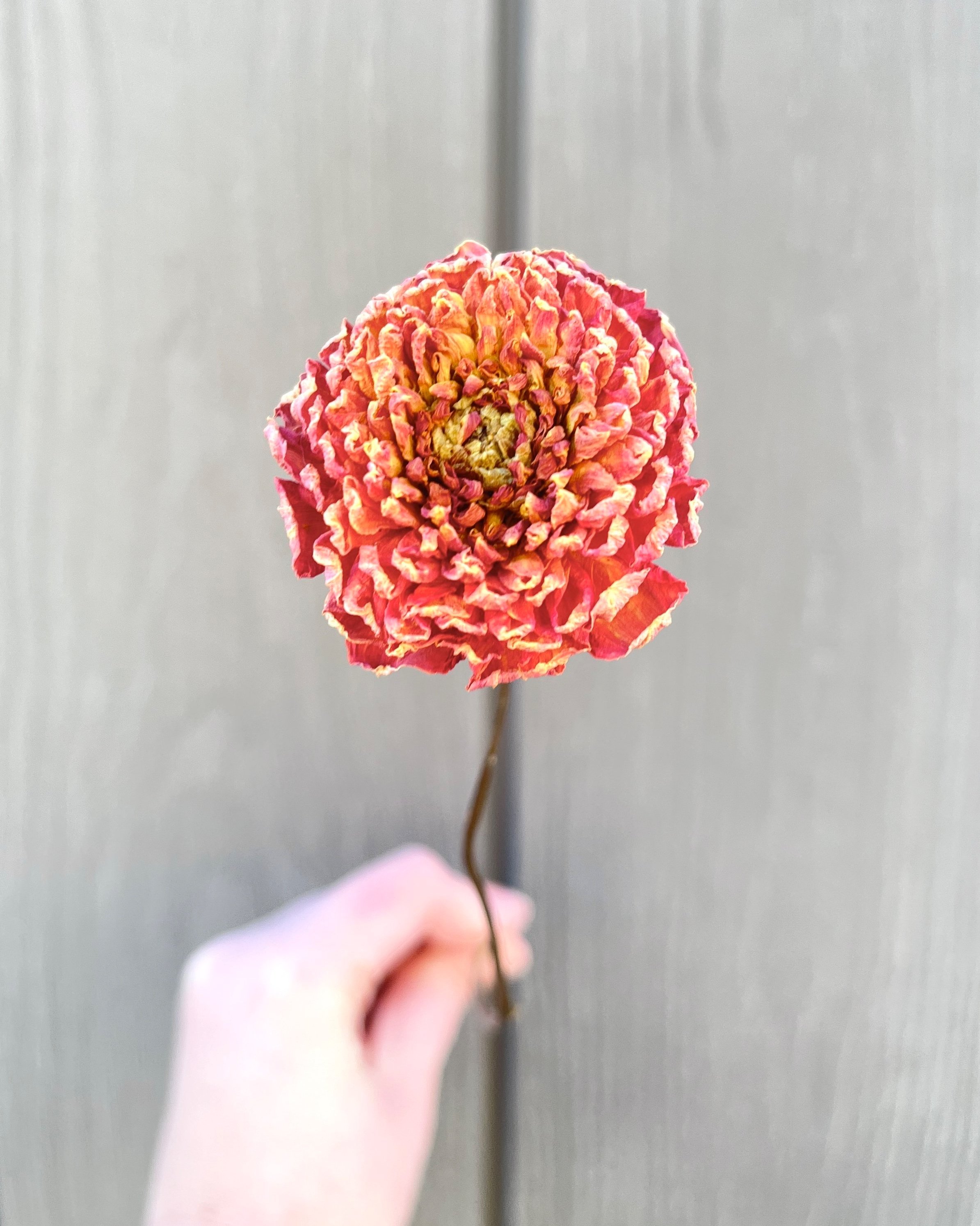Peach Orange Dried Dahlia Flower