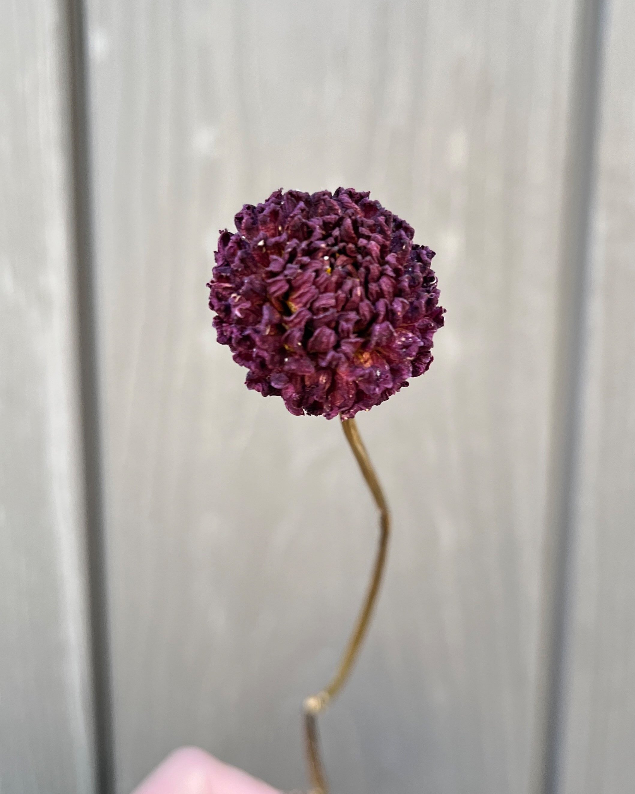 Dark Purple Burgundy Dried Dahlia Flower