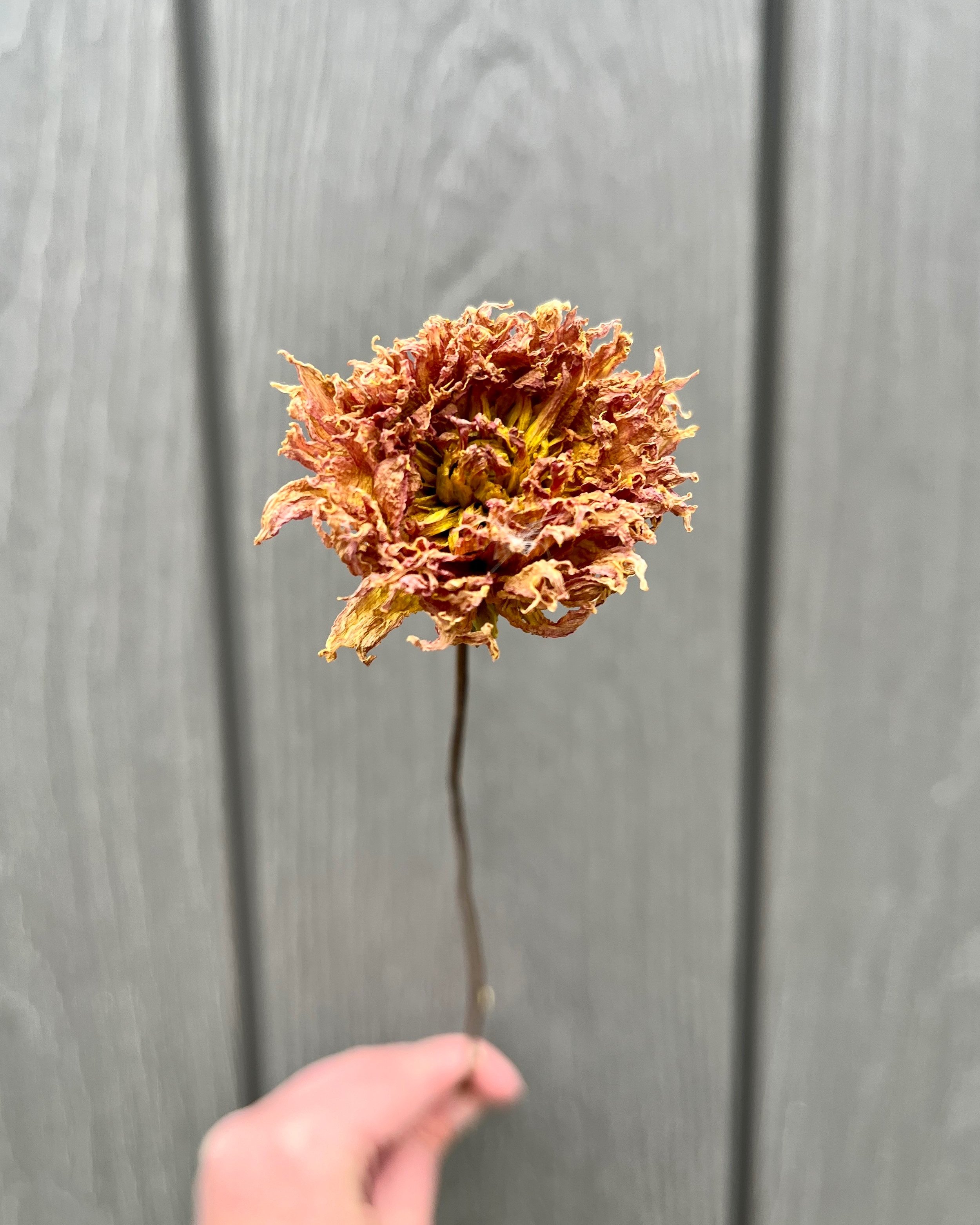 Brown Peach Dried Dahlia Flower