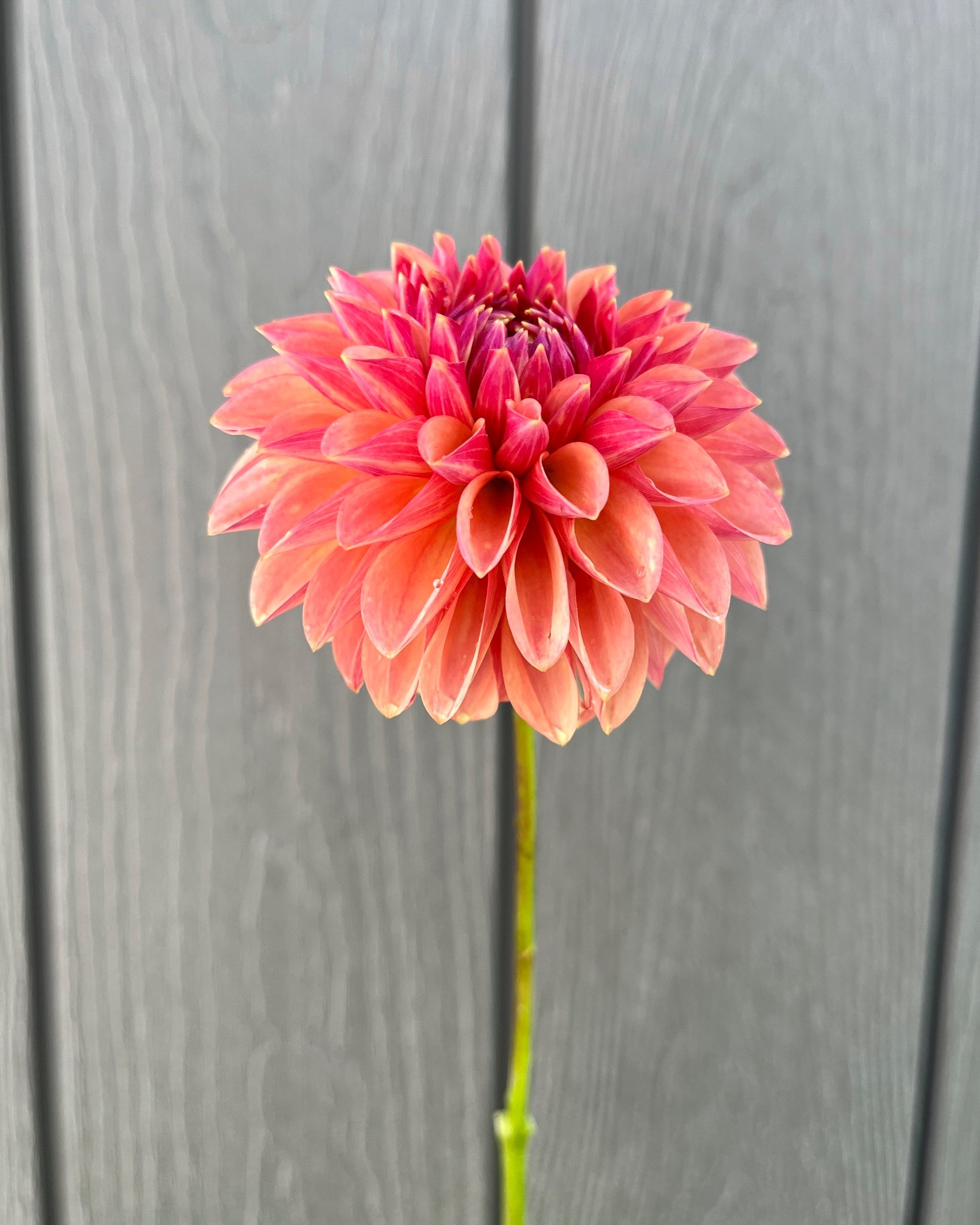 KA's Desert Rose: Red Orange Dahlia Flower
