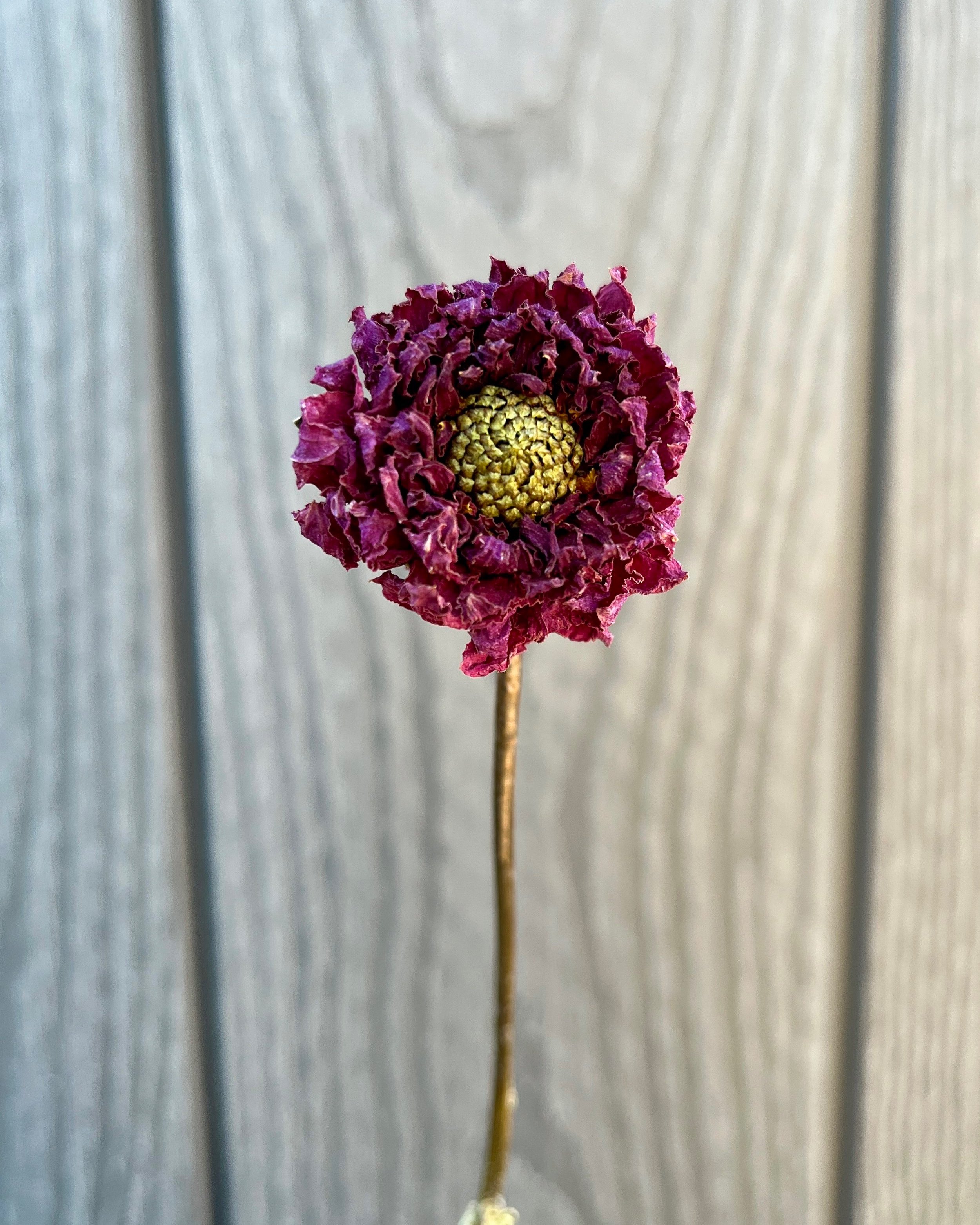 Purple Dried Dahlia Flower