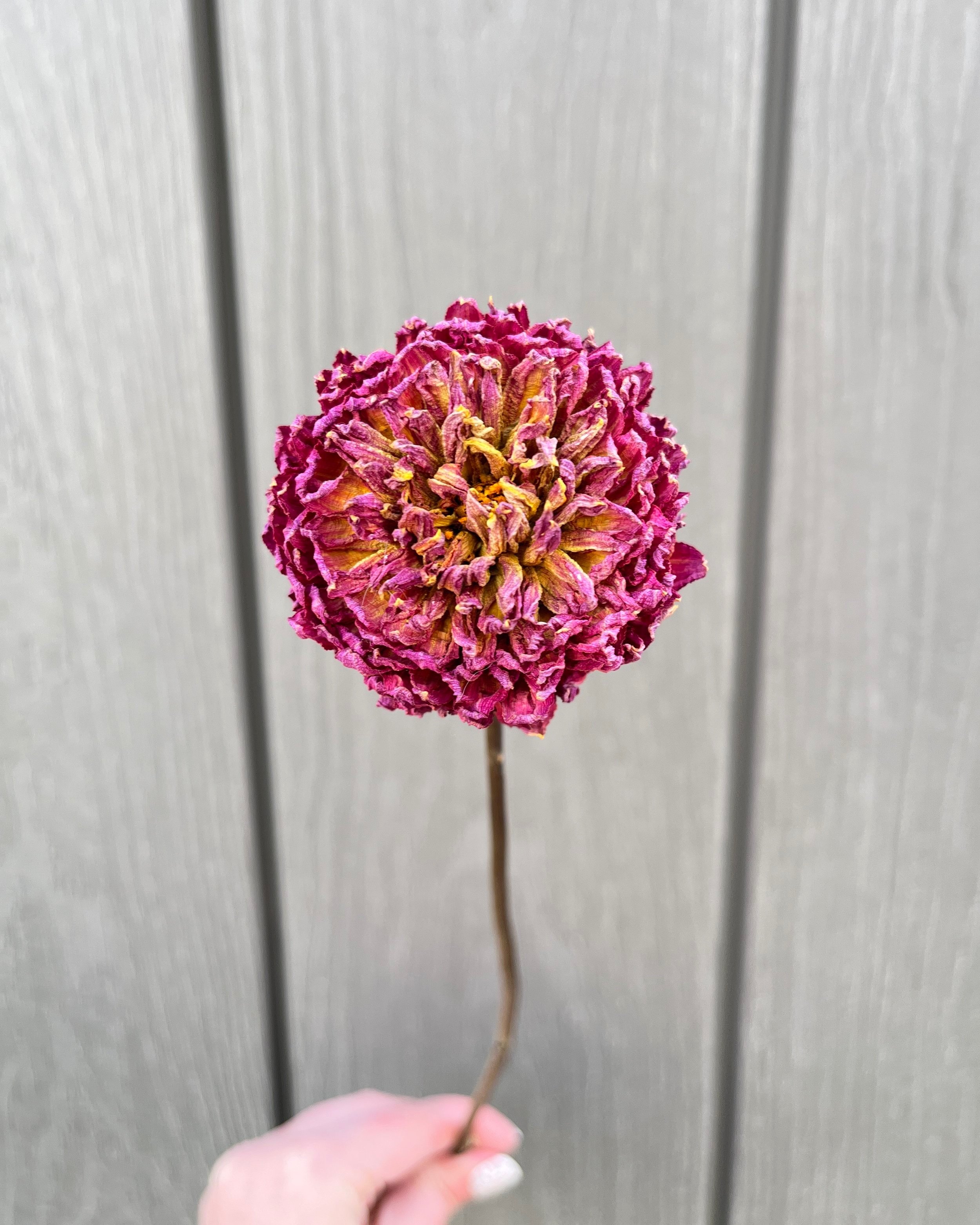Fuchsia Pink Dried Dahlia Flower