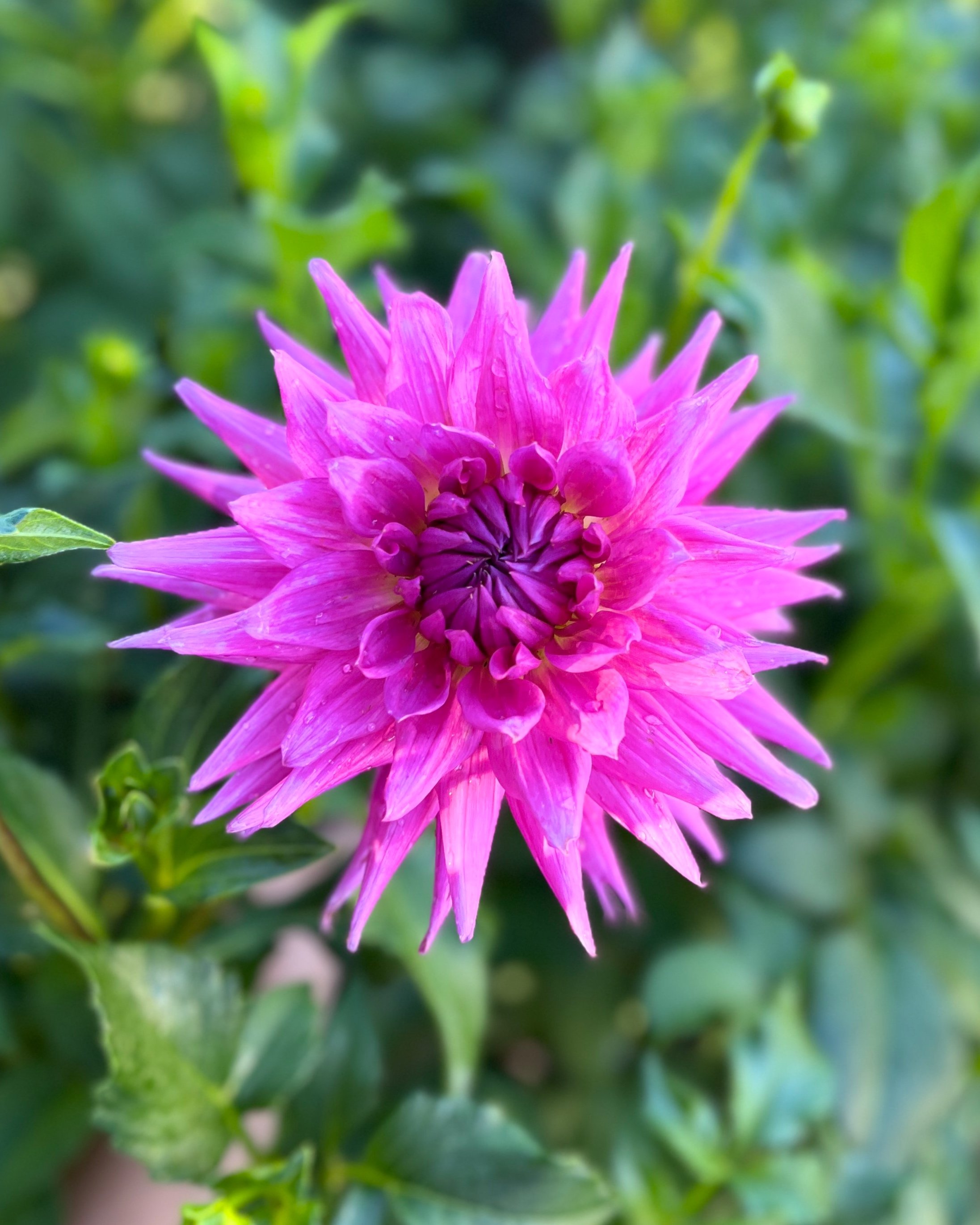 Bloomquist Laura: Bright Pink Purple Dahlia Flower