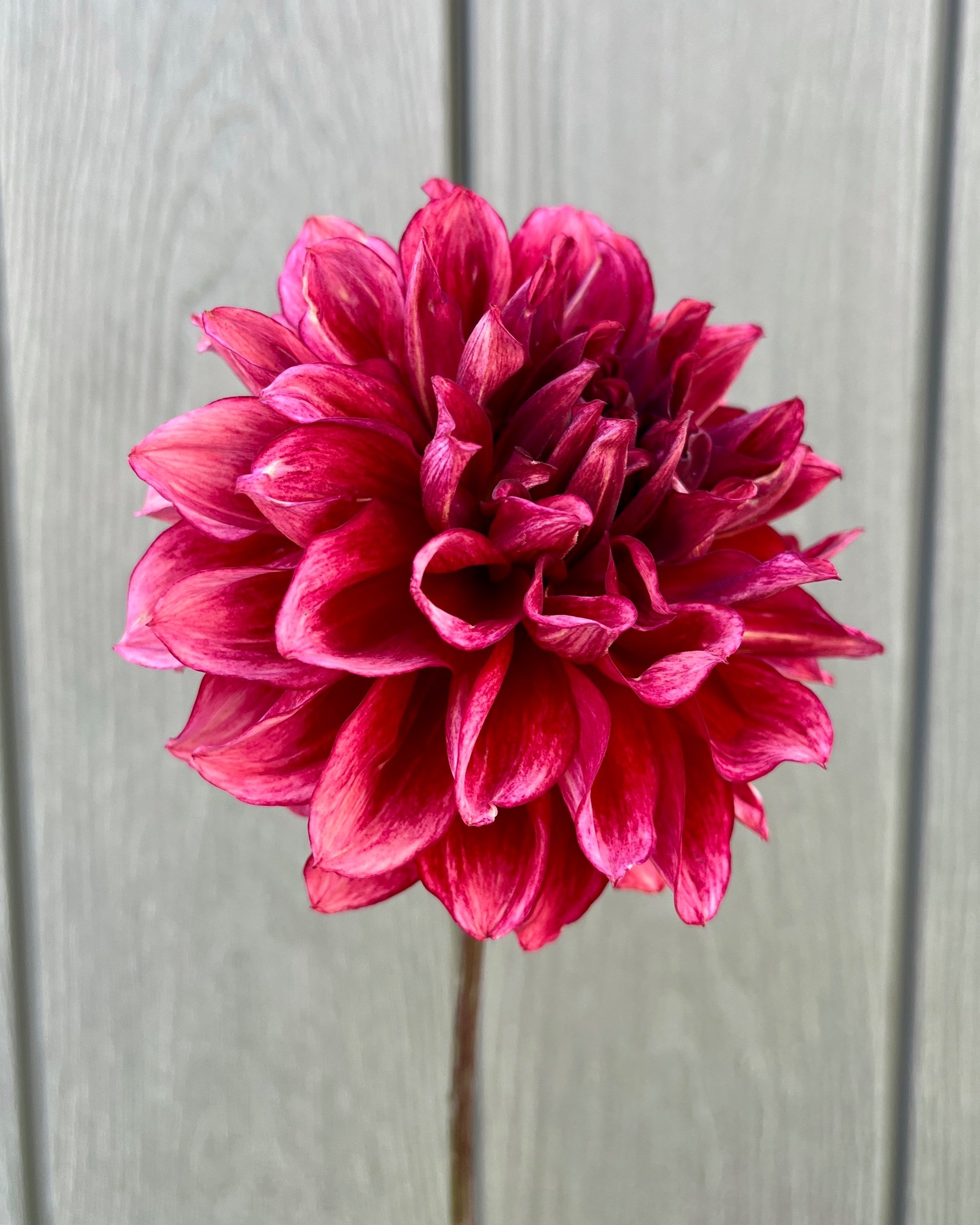 Bloomquist York: Rust Red Dahlia Flower