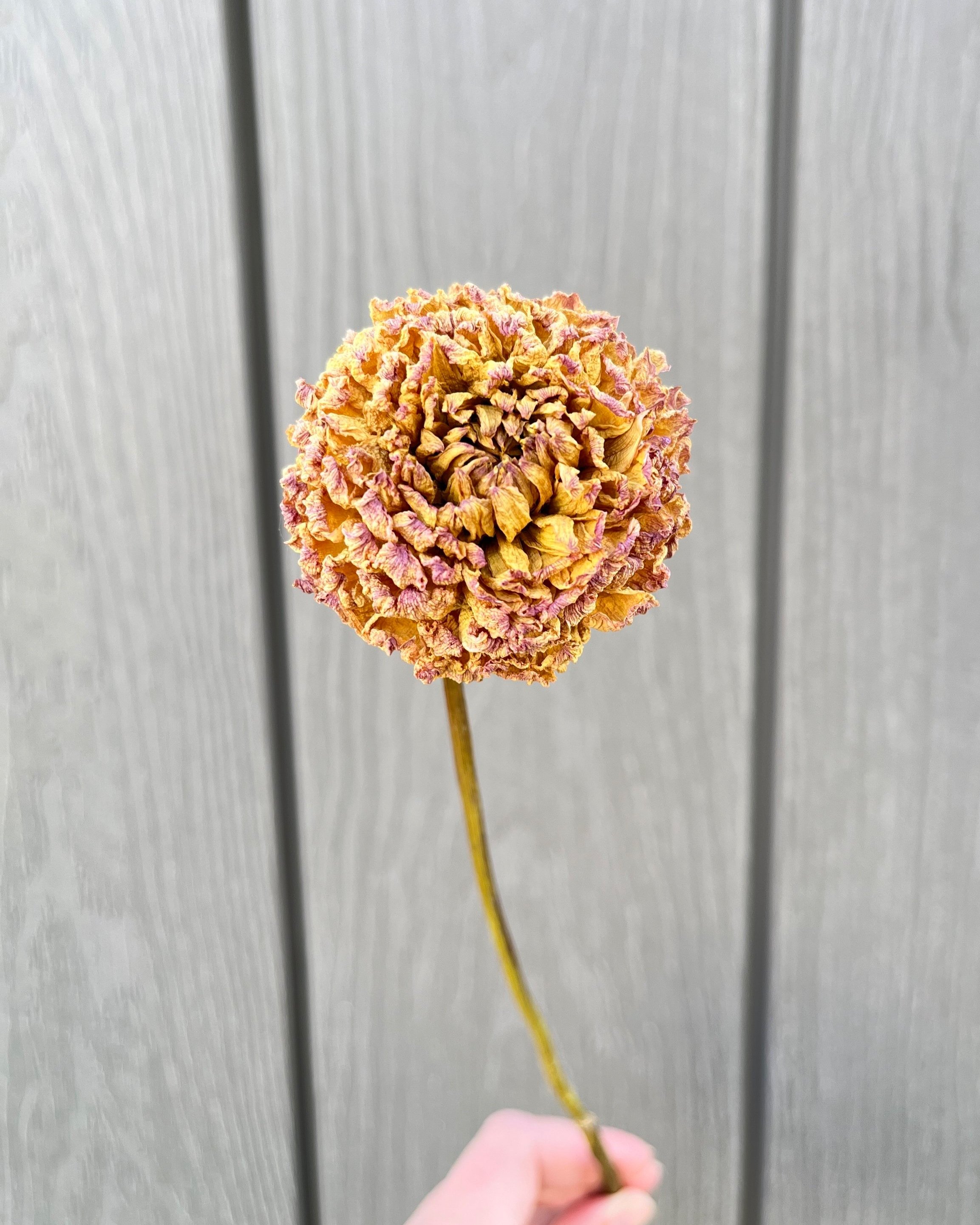 Golden Yellow Beige Dried Dahlia Flower