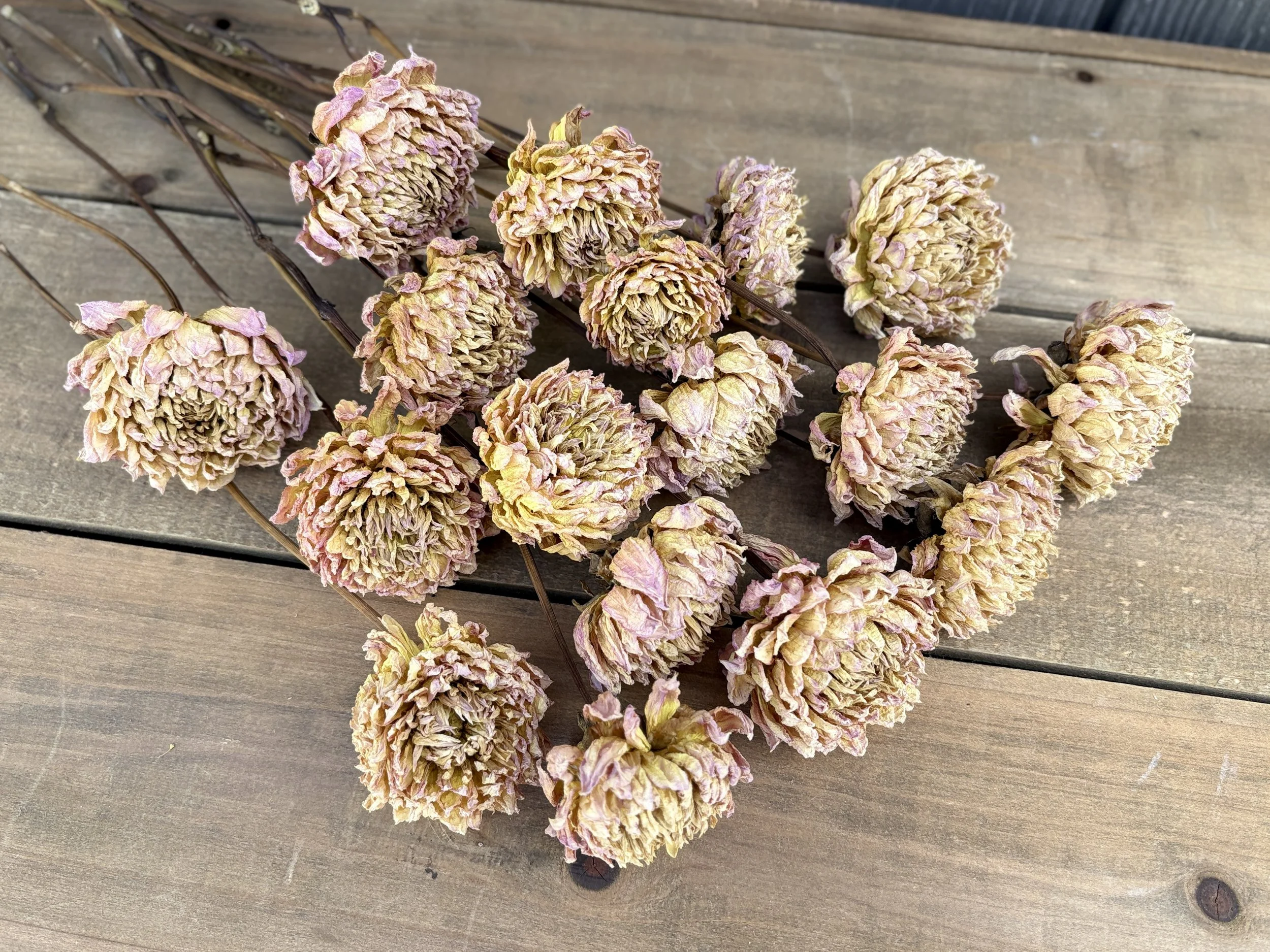 Dried Dahlia Flowers in Beige, Taupe, Brown, Caramel