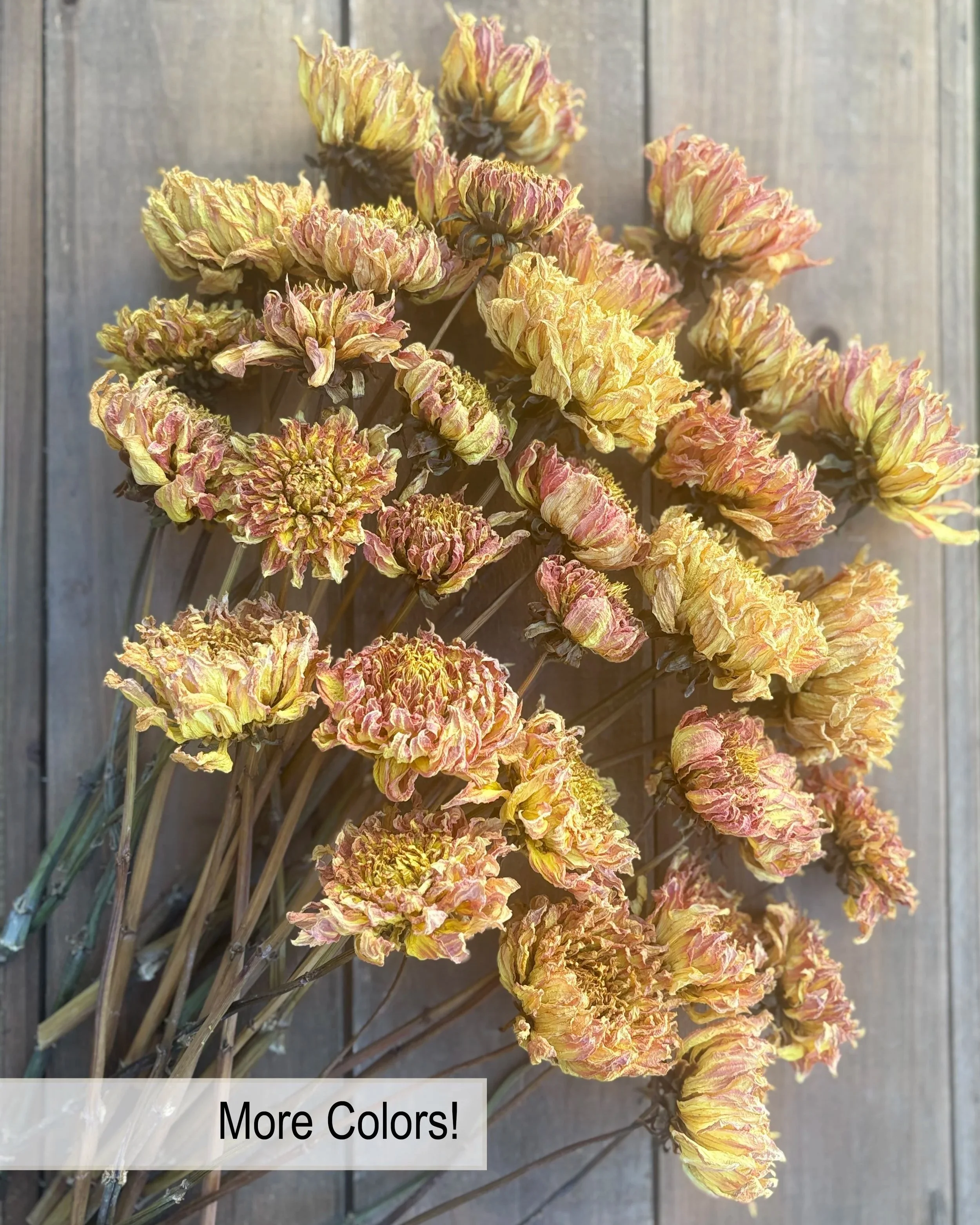 Yellow Peach Orange Dried Dahlia Flowers