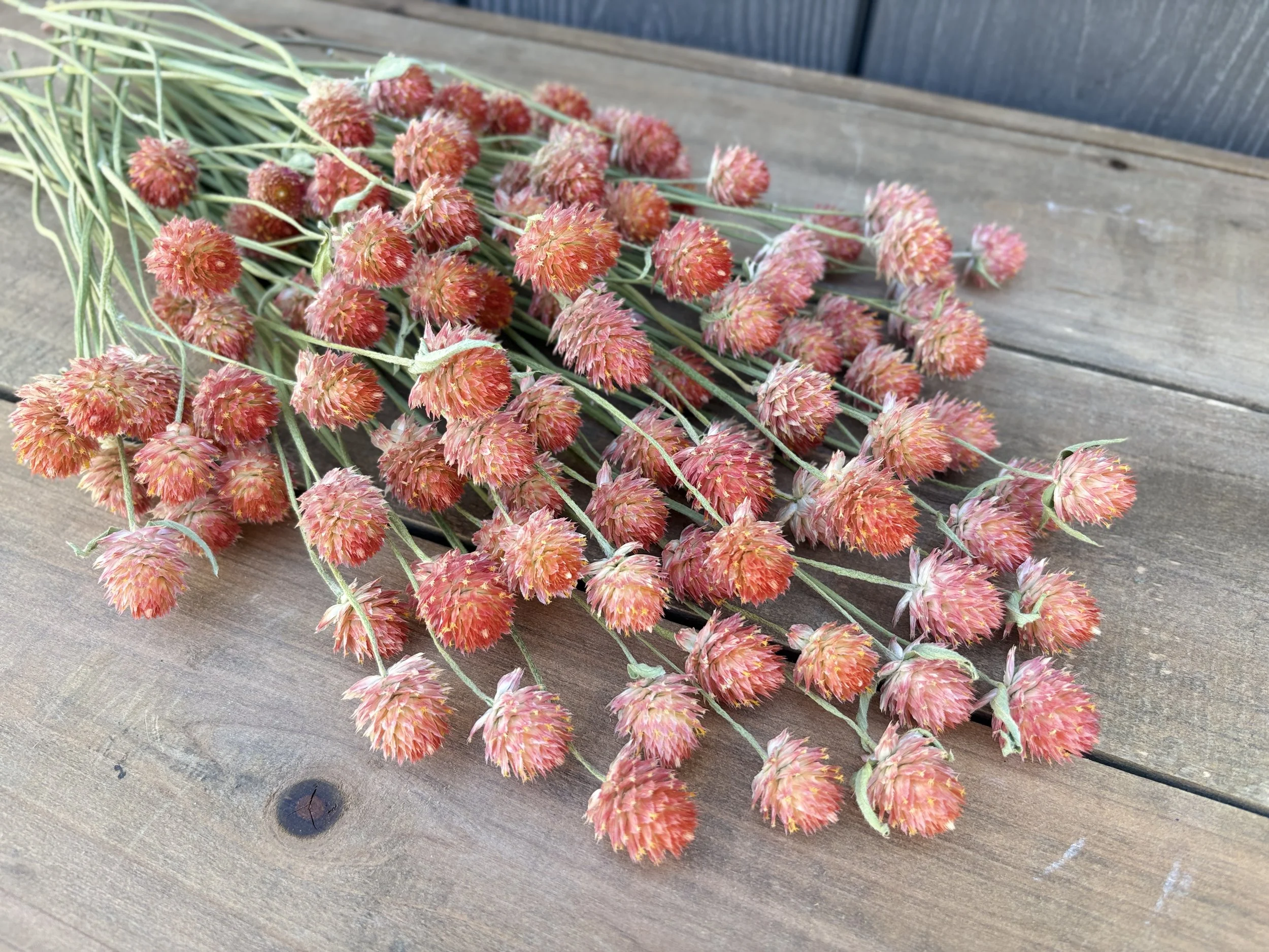Orange Dried Gomphrena Flowers