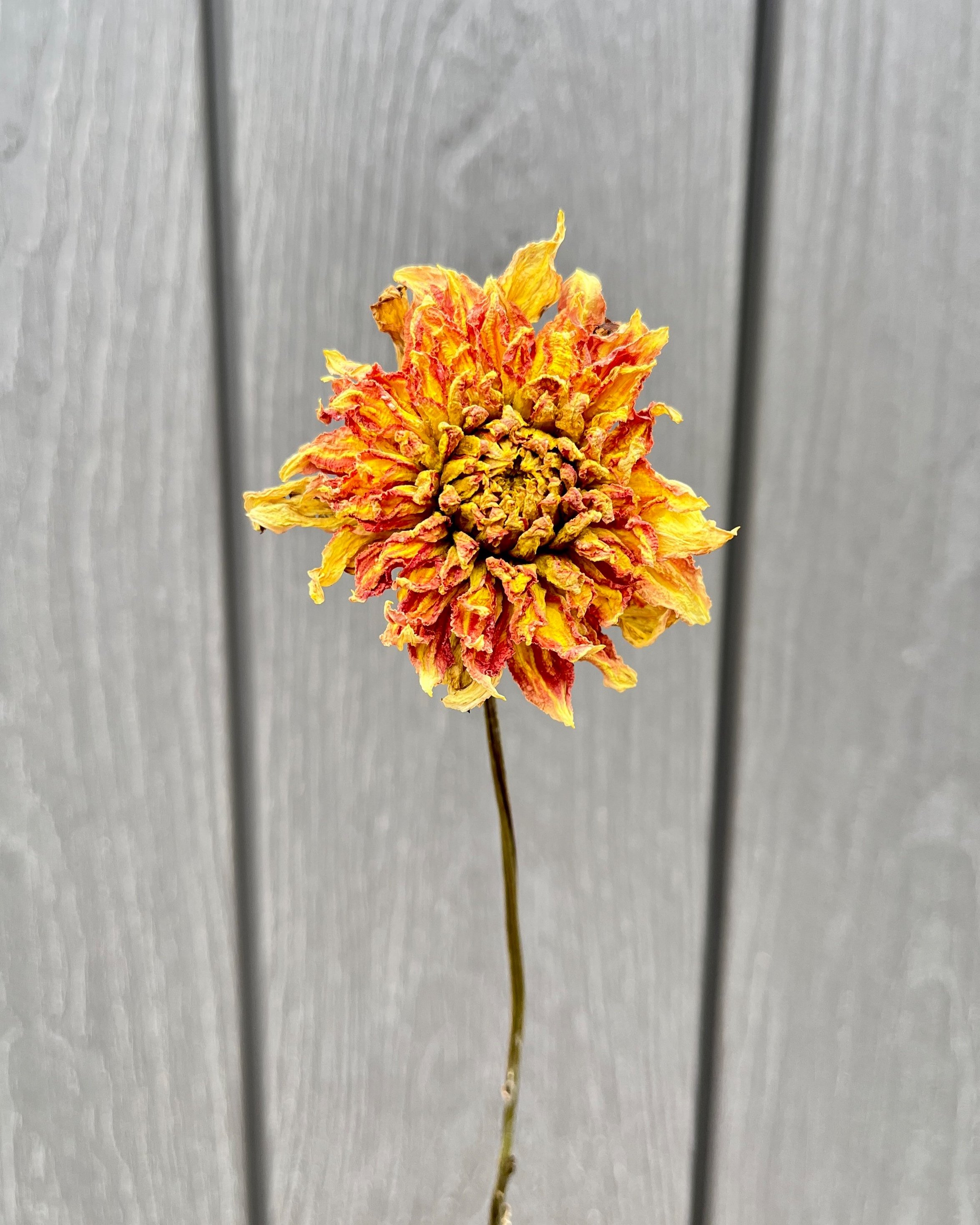 Yellow Orange Peach Dried Dahlia Flower